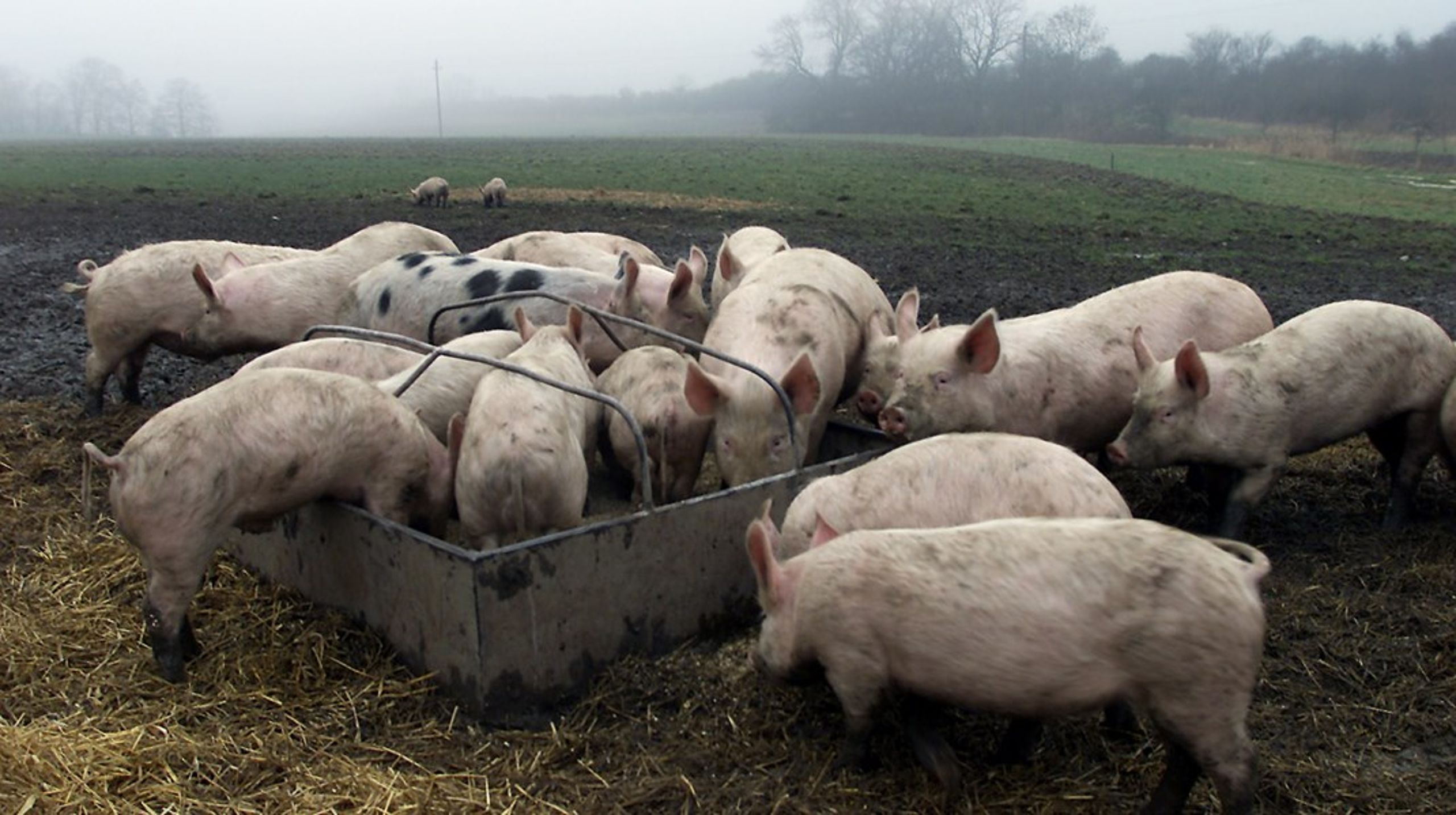 Fødevareforbundet NNF har&nbsp; bakket op om midler til Åbent Landbrug, hvor landmænd i hele Danmark&nbsp;inviterer danskere inden for. Er det kødpromovering, hvis landmanden har grise, eller er det sundt for os alle at se, hvor maden egentlig kommer fra, skriver Søren Sand Kirk.