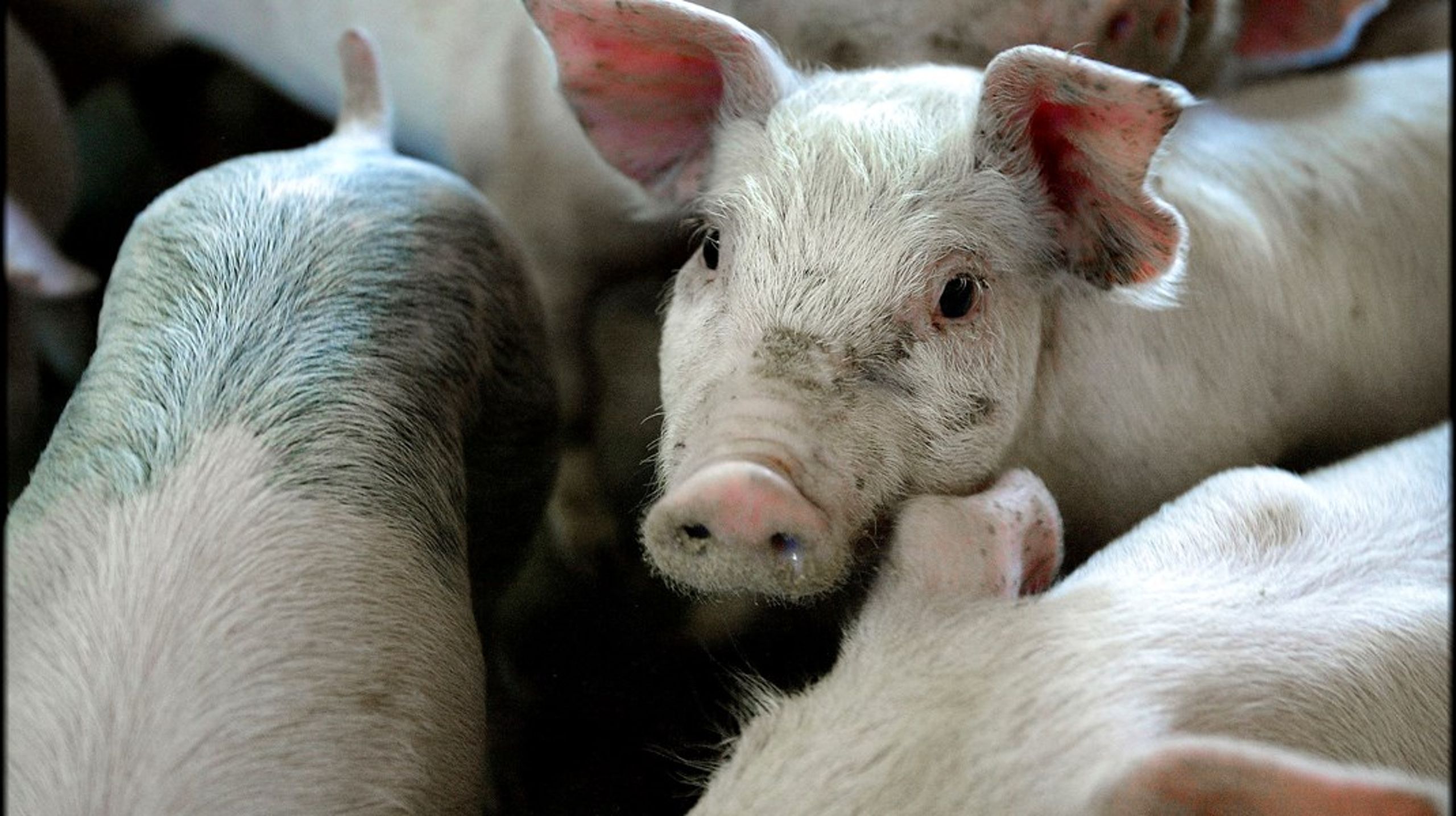 Cirka tre fjerdedele af al dansk antibiotika til dyr bruges i svineproduktionen. Nu møder nye EU-regler, der kan ende med at tvinge danske dyrlæger til at øge antibiotikaforbruget, stor modstand.