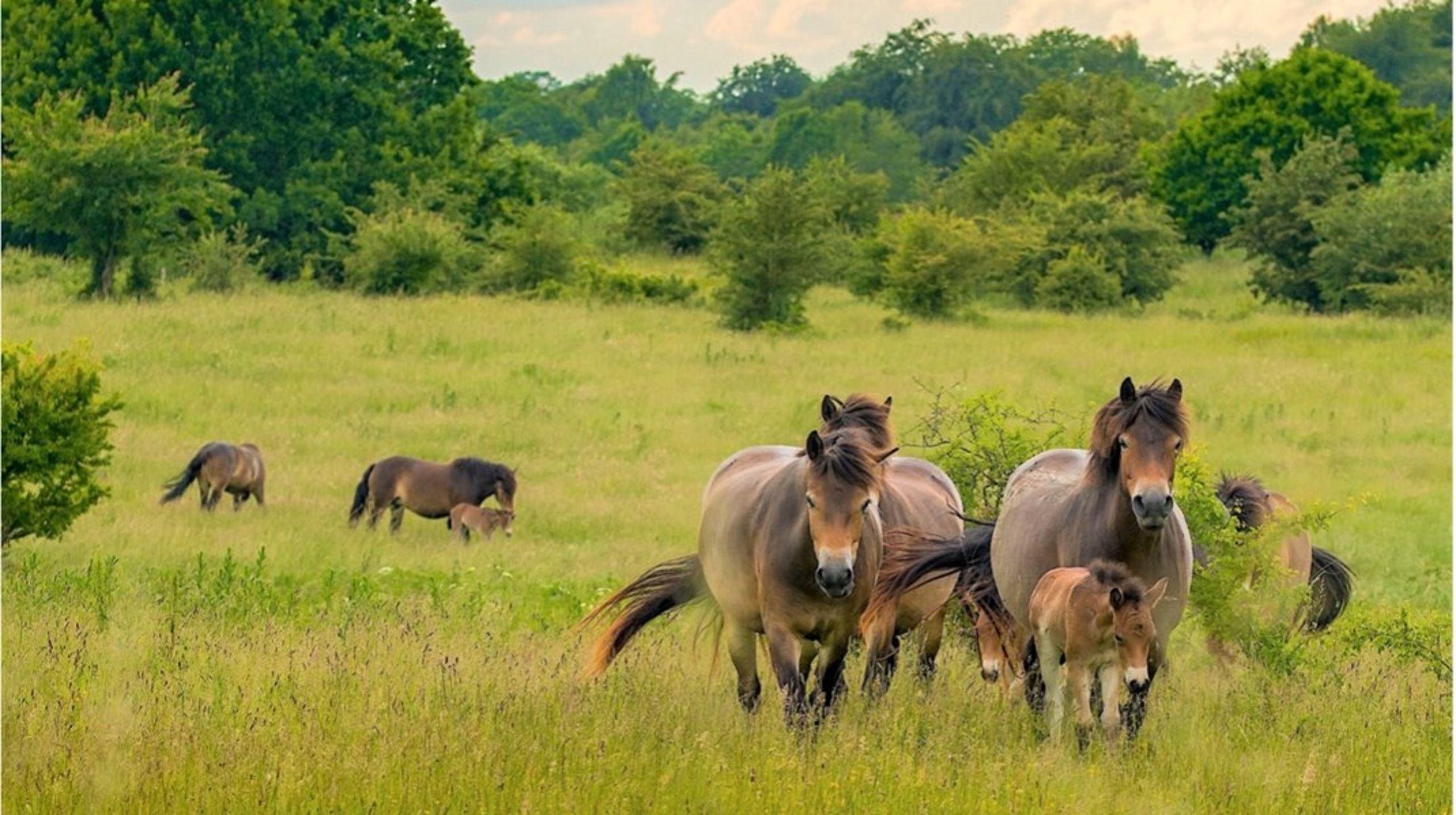 Vi, som hestefolk, er sikre på, at de nøjsomme heste, man har planer om at udsætte i naturnationalparkerne, vil få et dejligt, frit liv i overensstemmelse med deres natur, skriver 23&nbsp;hestefolk og ryttere.