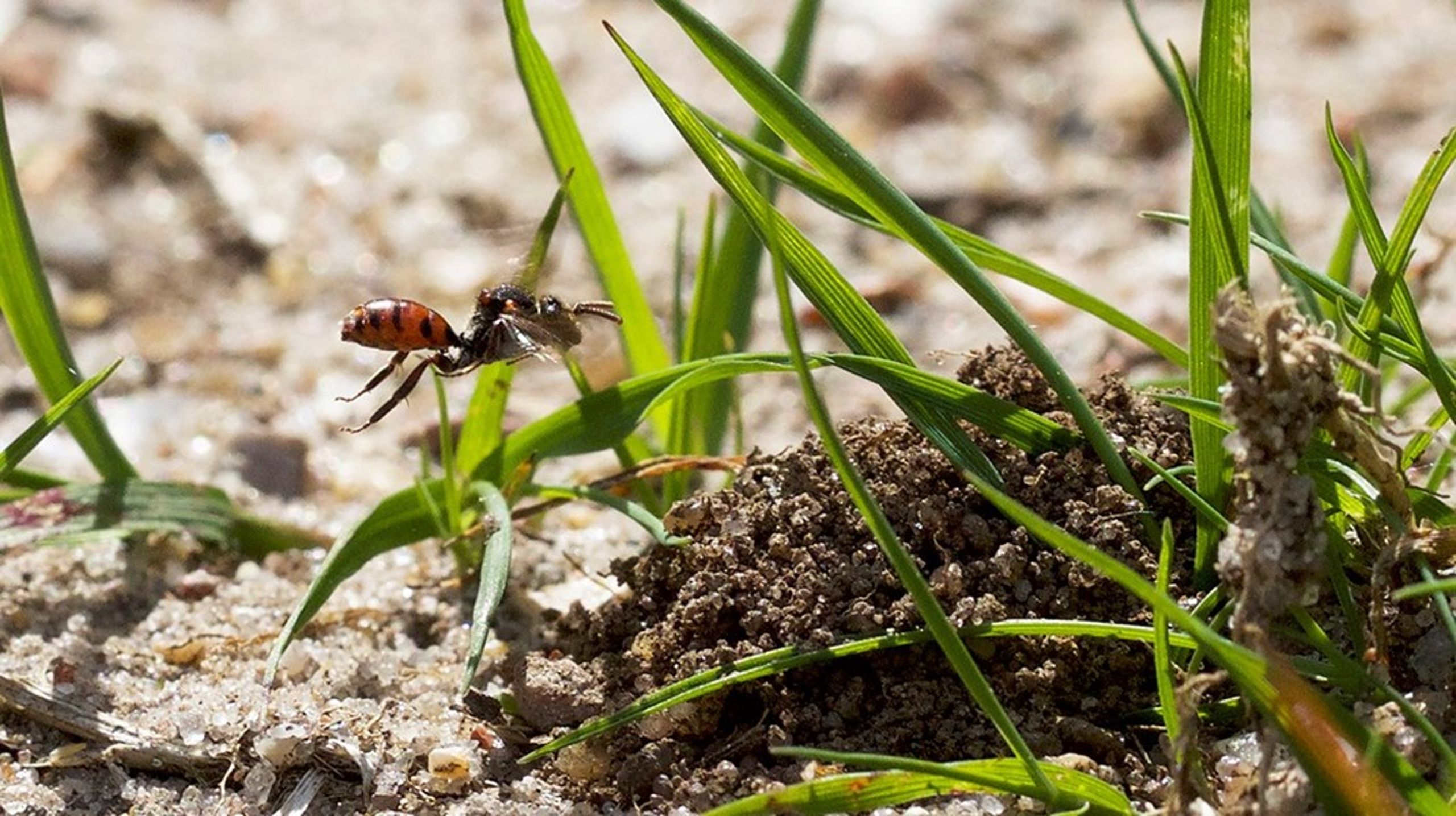 Rød hvepsebi, (Nomada integra) er rødlistet som kritisk truet.