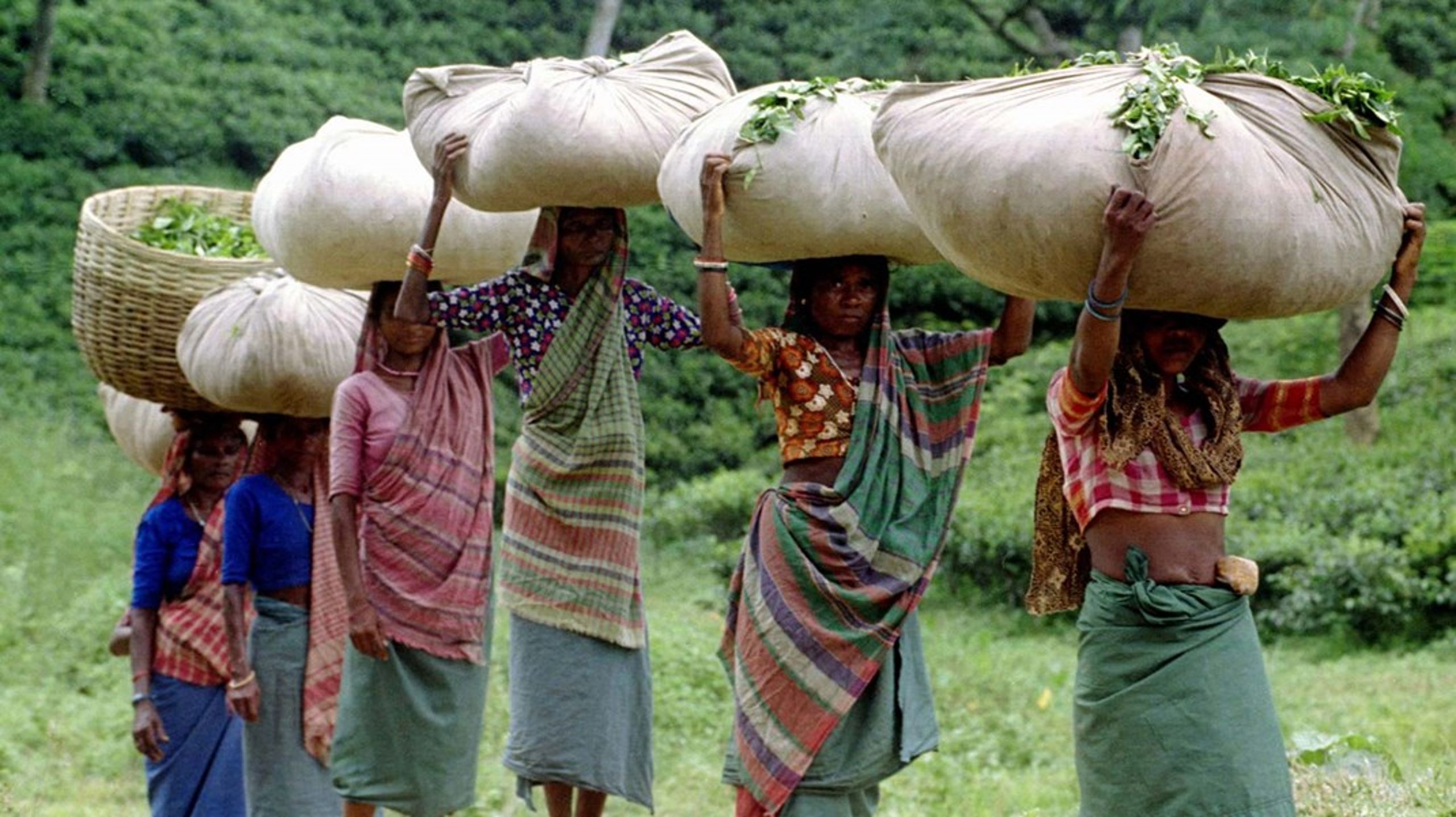 En stor del af verdens fattigste kvinder ernærer sig som småbønder. De store kønsforskelle i forståelsen af klimaforandringernes dynamikker forstærker kvindelige småbønders skrøbelighed, skriver aktørerne.&nbsp;