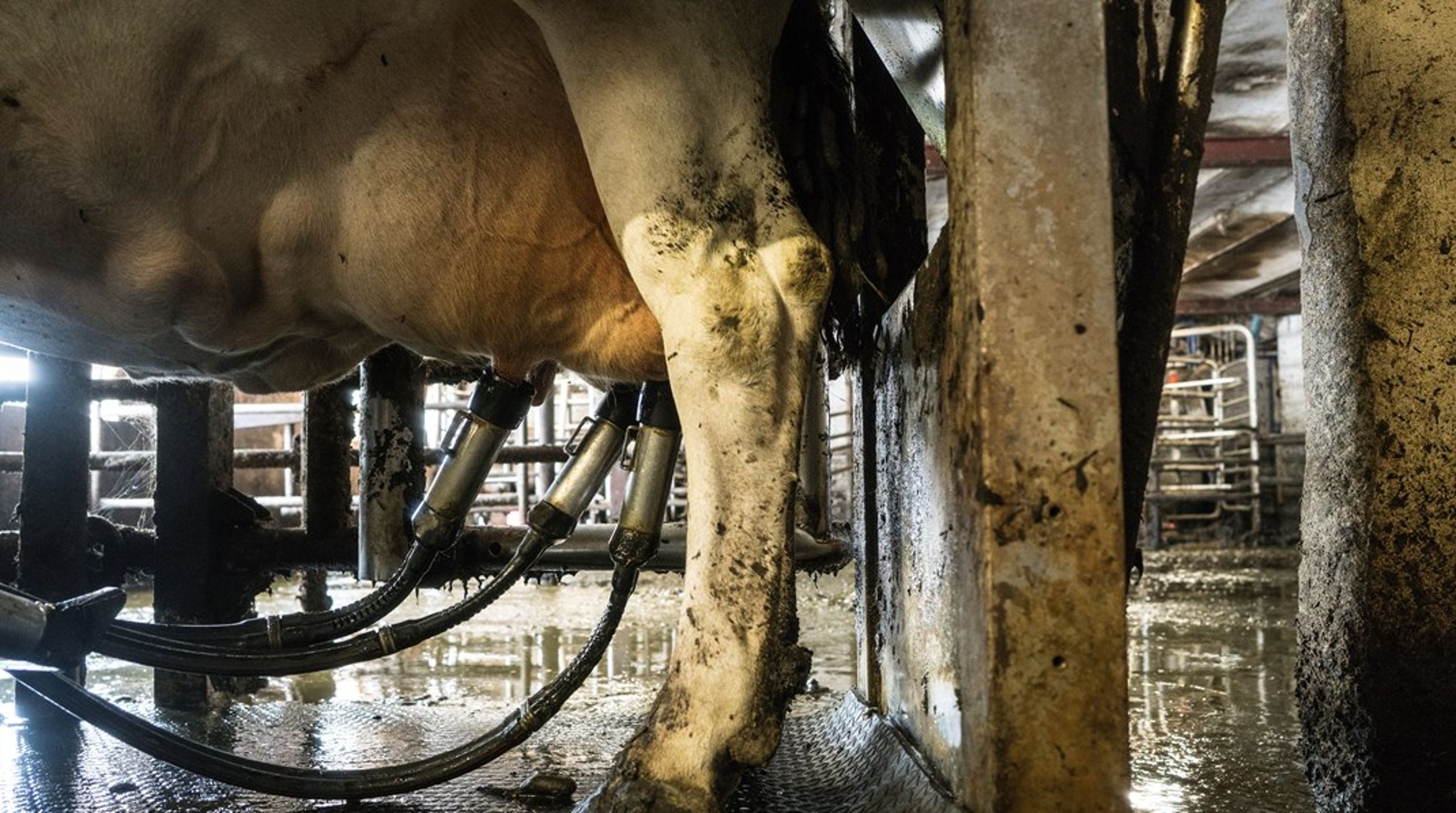 Vi bør kunne forestille os en fremtid, hvor&nbsp;samme mælkeproduktion med 50.000 færre køer vil kunne betyde både en nedgang i klimabelastningen og i arealforbruget, skriver Steen Gade.