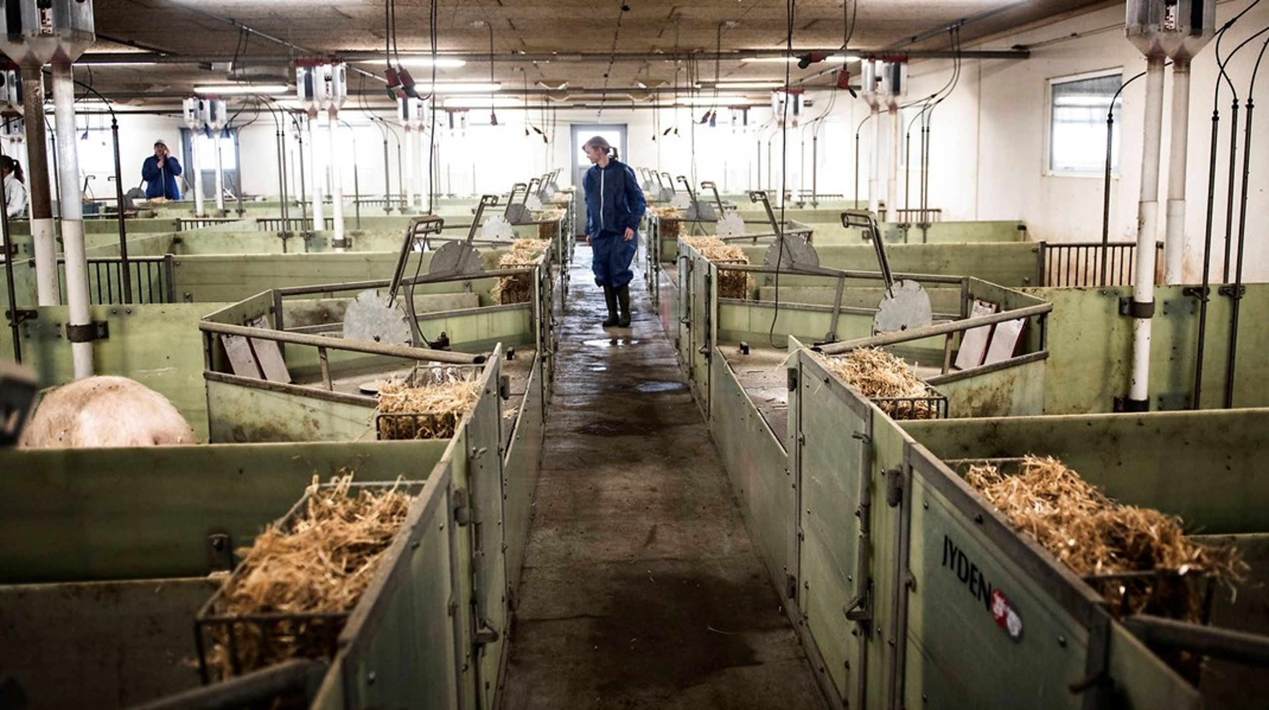 Fødevarestyrelsens seneste kontrol viser, at 33 procent af svinebesætningerne – altså cirka en tredjedel – har problemer med at overholde reglerne for god dyrevelfærd.
&nbsp;