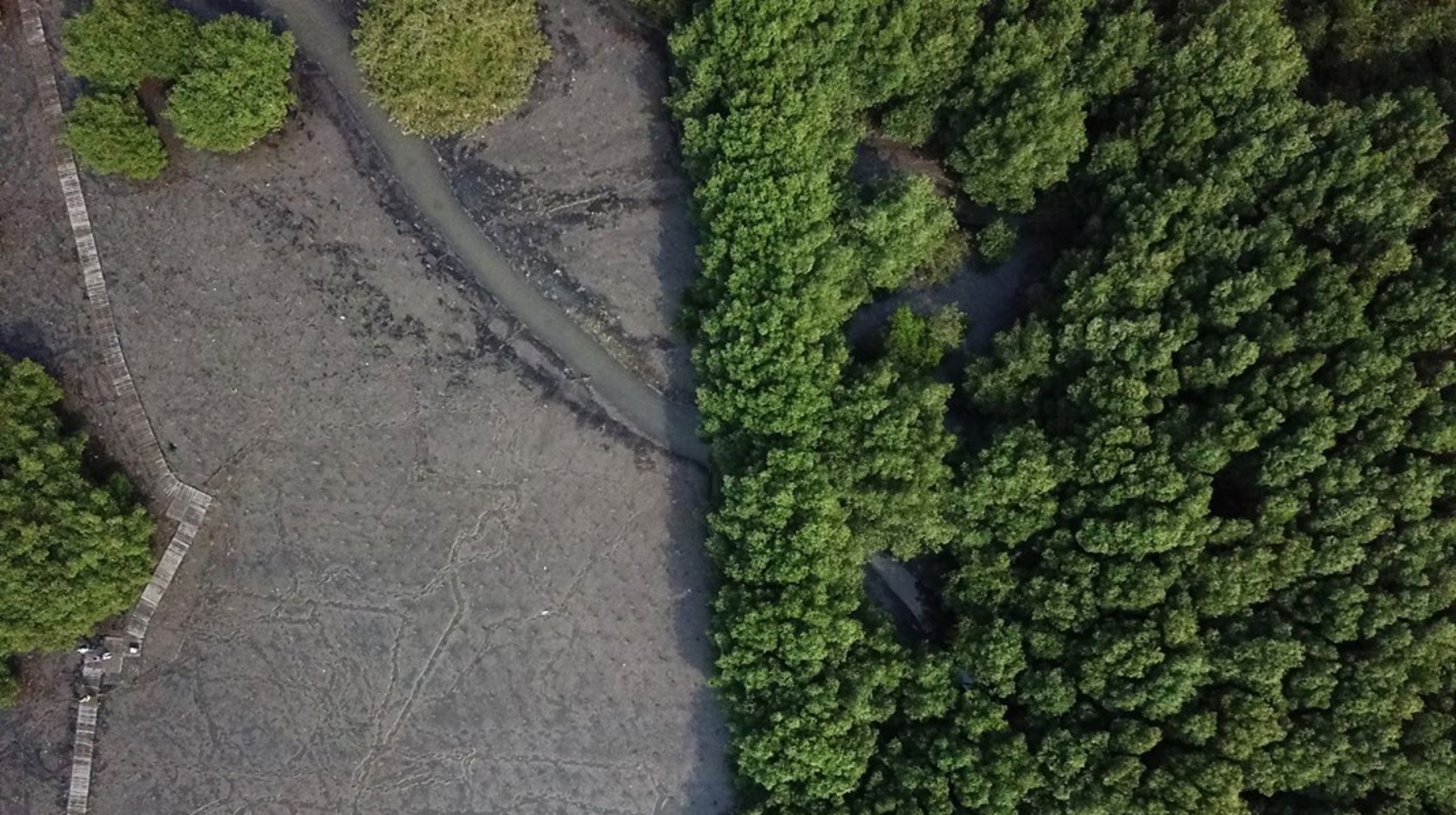 Klitter og mangrover er et eksempel på naturbaserede løsninger, da de kan beskytte mod stormfloder, skriver Flemming Møller Mortensen (S), Lea Wermelin (S) og Bruno Oberle.&nbsp;