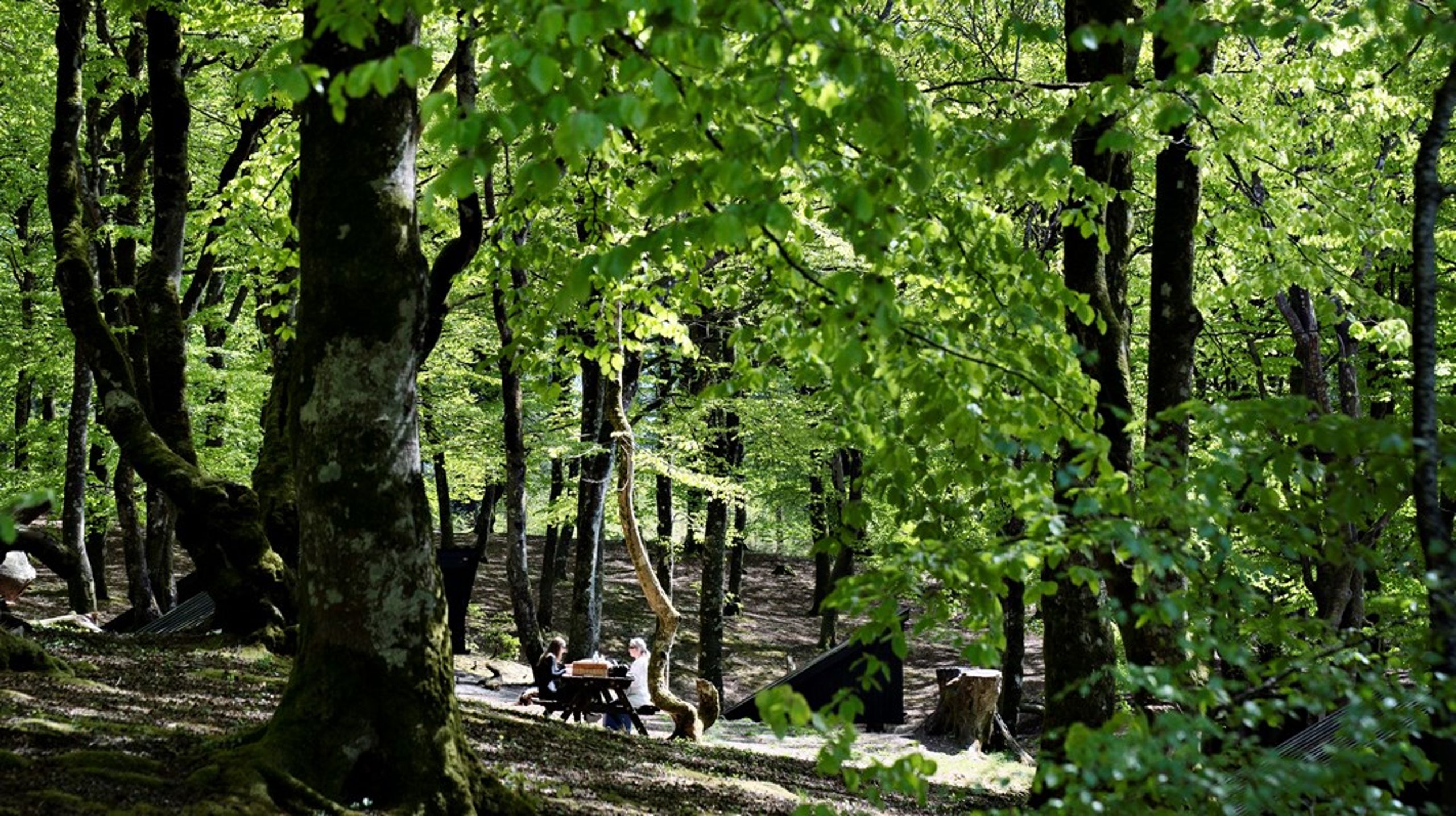 87 procent af danskerne er tilfredse eller meget tilfredse med den eksisterende adgang til skoven, men det er&nbsp;informationsindsatsen, der halter, skriver Anders Frandsen