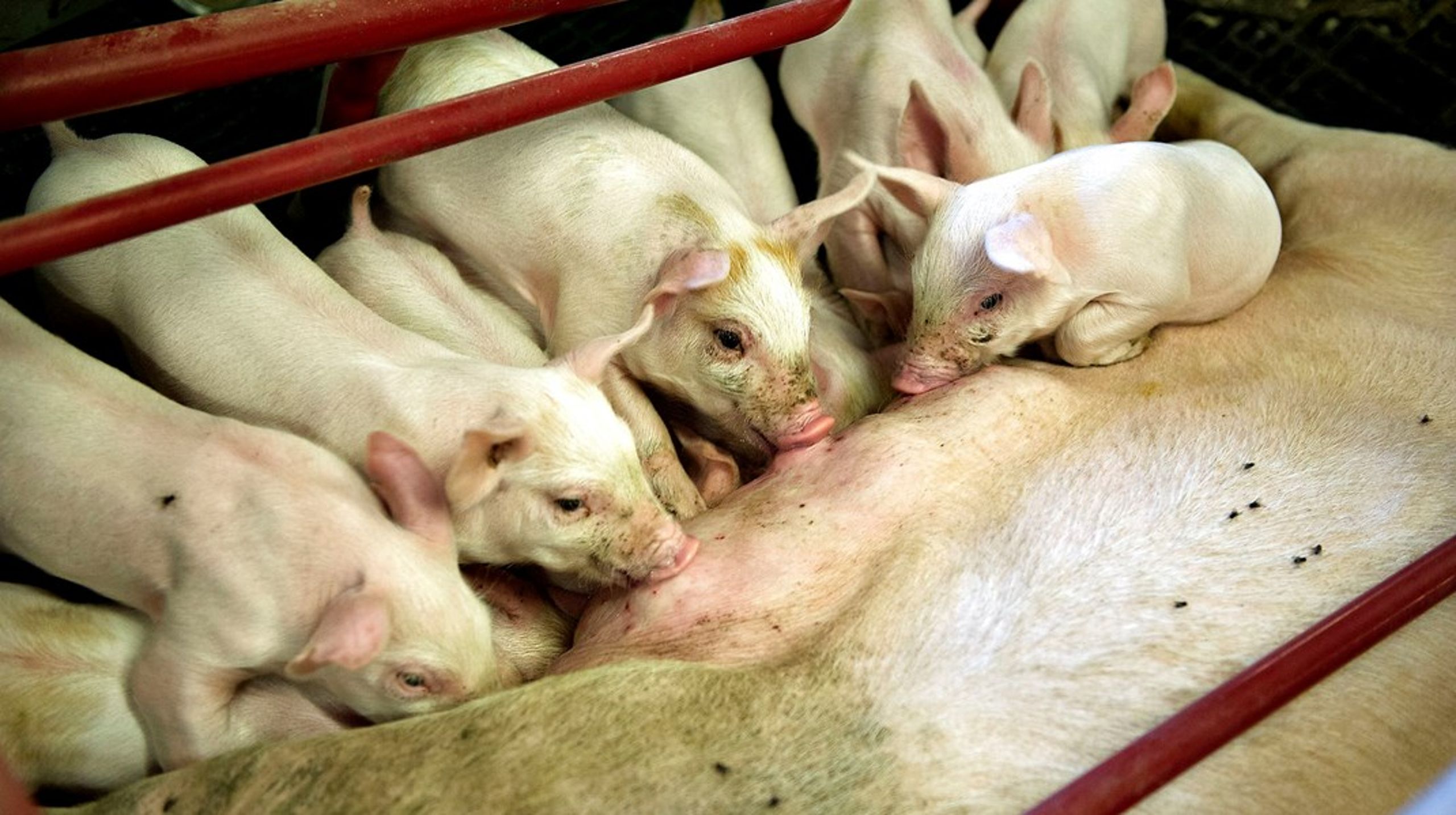 I 2021 døde 23,4 procent af pattegrisene i den danske svineproduktion umiddelbart før, under eller efter fødslen. Det er det højeste tal nogensinde.