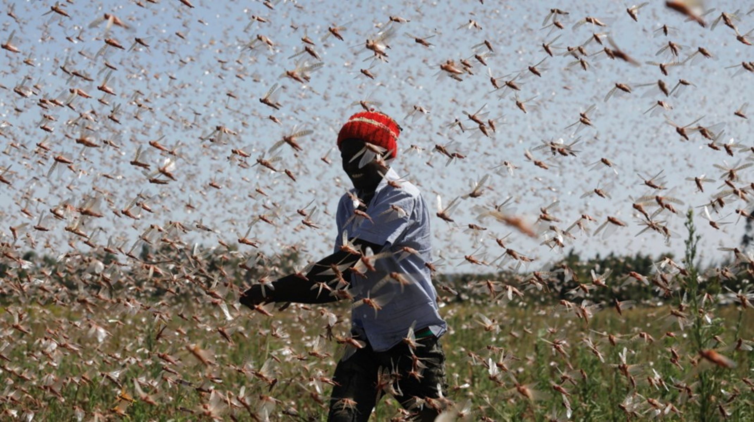 Fattige befolkningsgrupper i eksempelvis Østafrika rammes i stigende grad af ekstreme klimaudsving, som ødelægger den lokale fødevareproduktion, skriver Marie Gad. Arkivfoto.