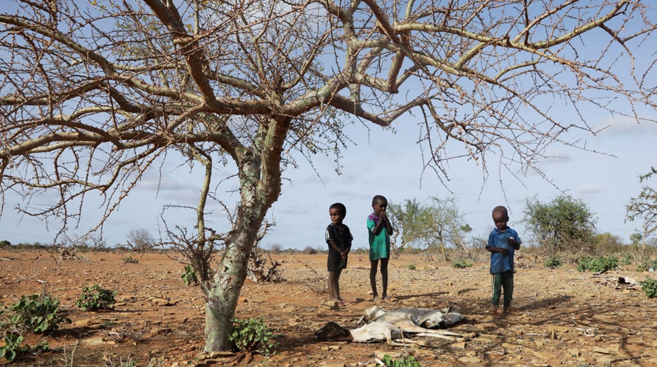 Situationen i Somalia&nbsp;er hamrende alvorlig, skriver Helle Gudmundsen og Jakob Eilsøe Mikkelsen. Arkivfoto.