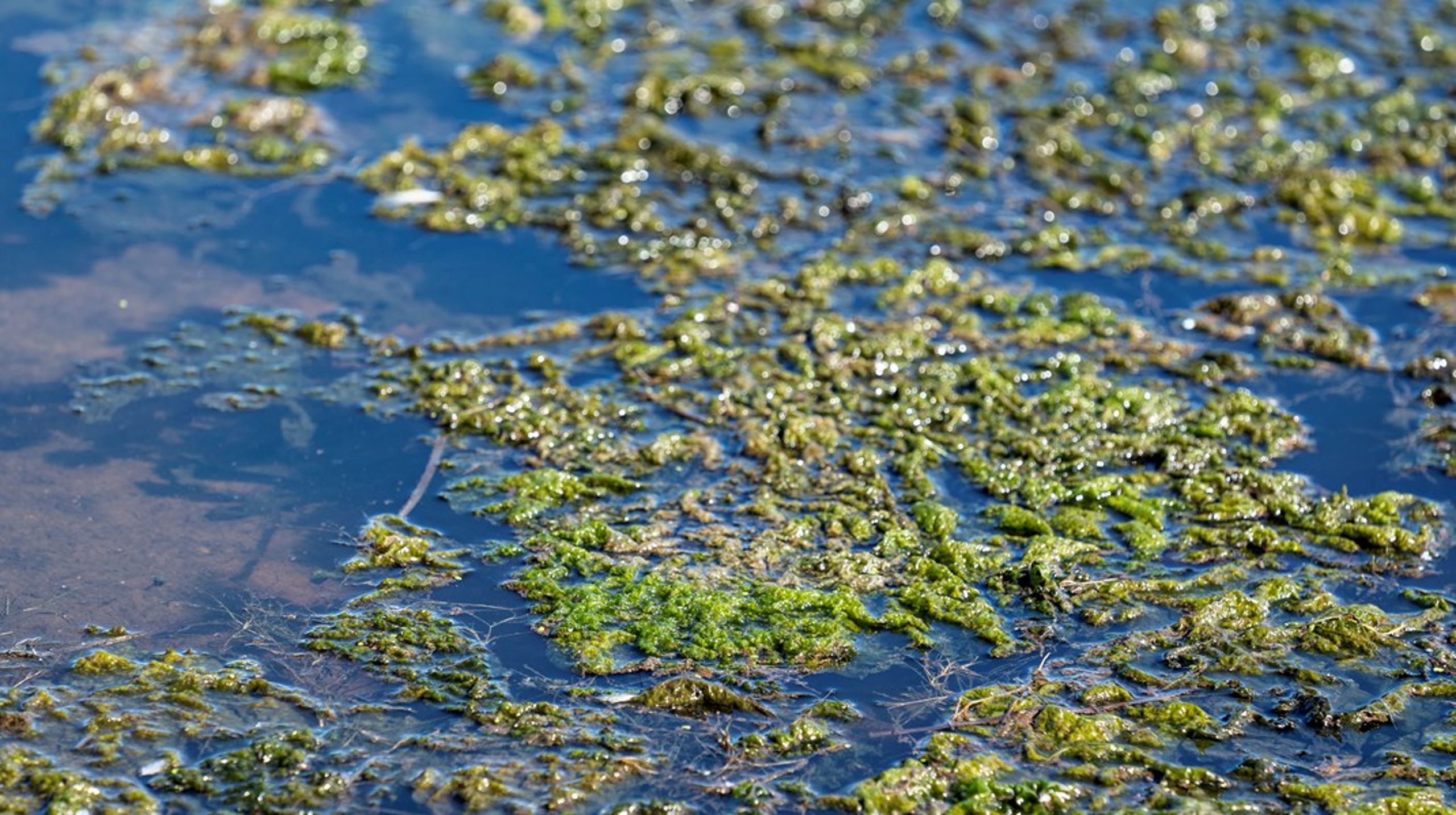 <span>Grønne alger i vandet er et tegn på iltsvind. Mange grønne alger i de danske farvande&nbsp;er derfor et tragisk tilbagevendende indslag i de danske farvande hver sommer,&nbsp;skriver Kristine Clement.<br><br></span>