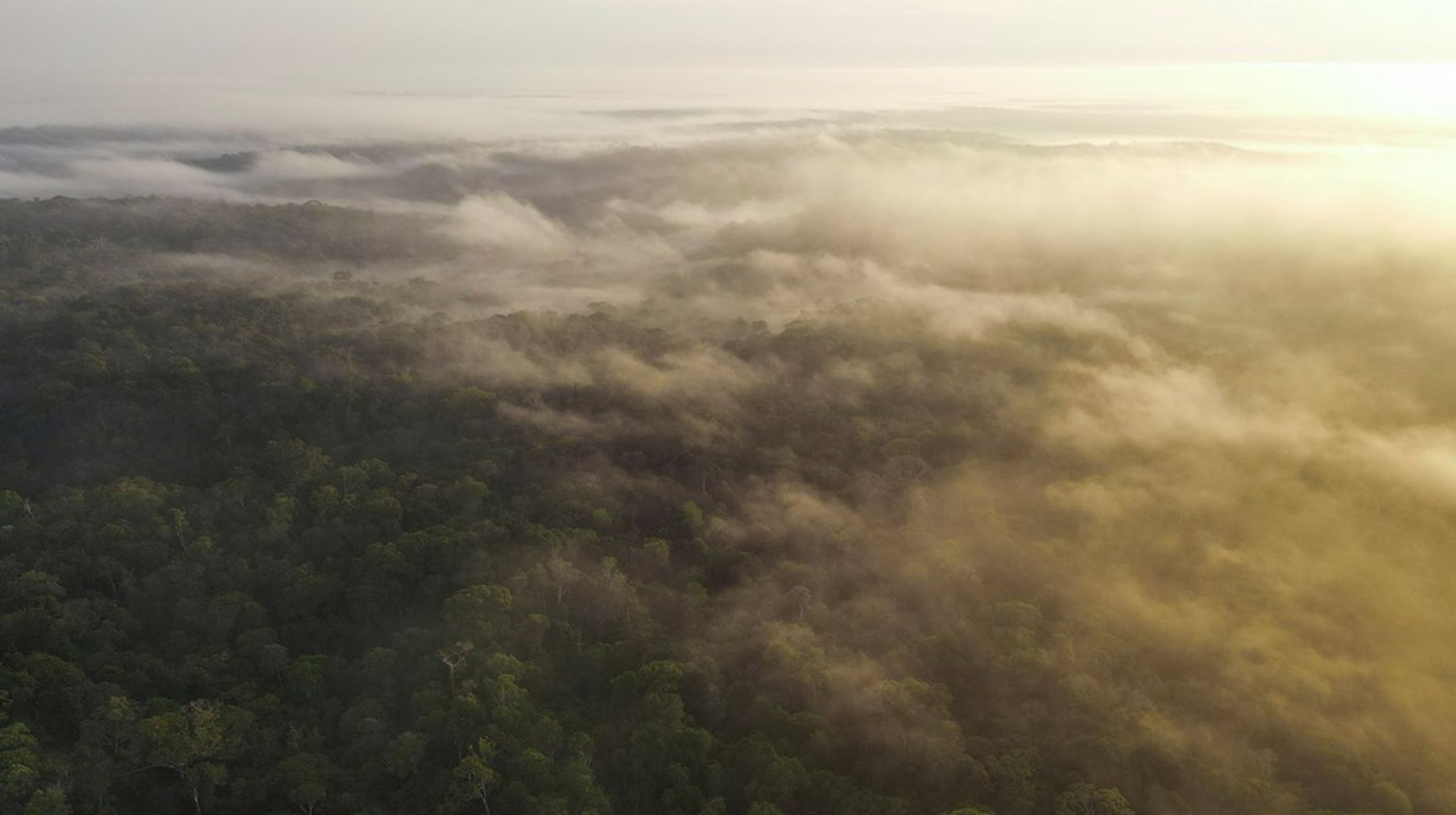 Amazonas er hjemsted for mange af verdens truede arter.