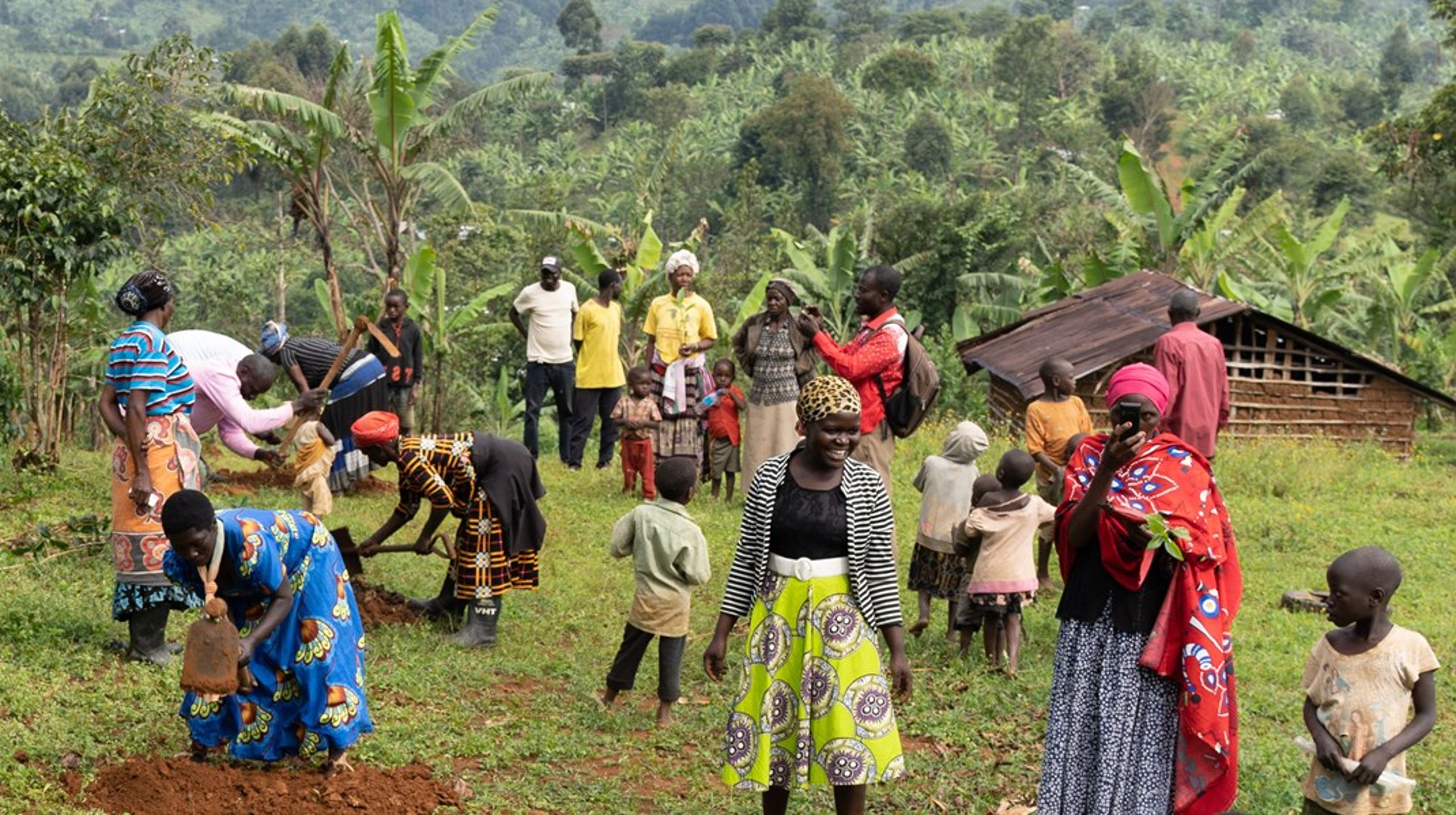 For at kompensere for organisationens udledninger gennem 100 år planter Folkekirkens Nødhjælp nu 280.000 træer i Uganda.