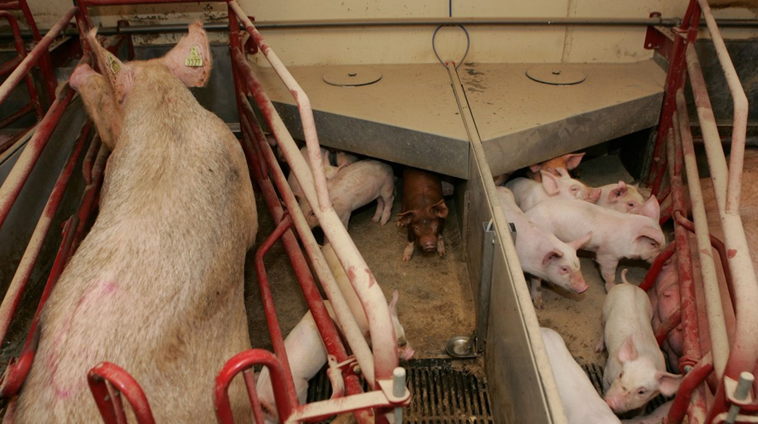 Husdyrproduktionen lever op til lovens krav, når dyrene er afskåret fra et liv med adgang til mark eller som minimum et godt udendørsareal. Dyrene presses til ydelsesniveauer, der påfører dem skader, og produktionen er ledsaget af et højt antibiotikaforbrug, skriver Sybille Kyed.