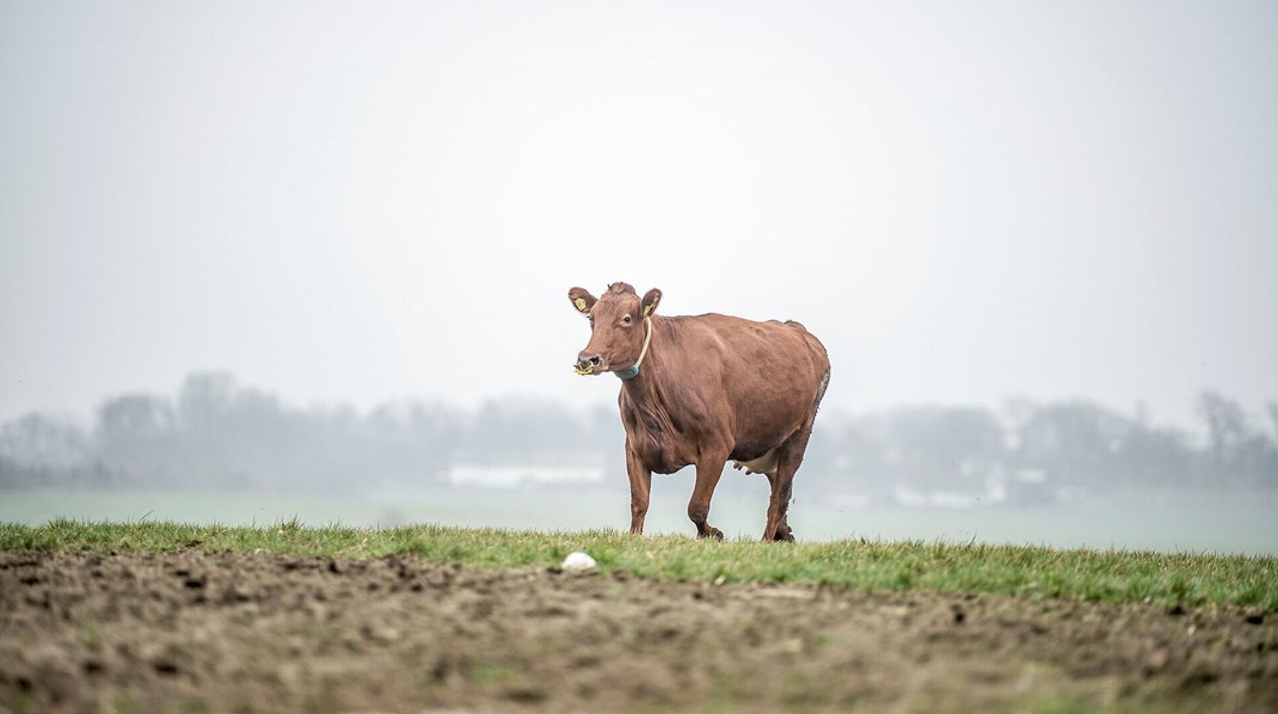 De danske mælkeproducenter har på eget initiativ sat en stopper for aflivning af kalve, og aldrig før er så mange kalve vokset op og slagtet i Danmark, skriver&nbsp;Per Olsen.