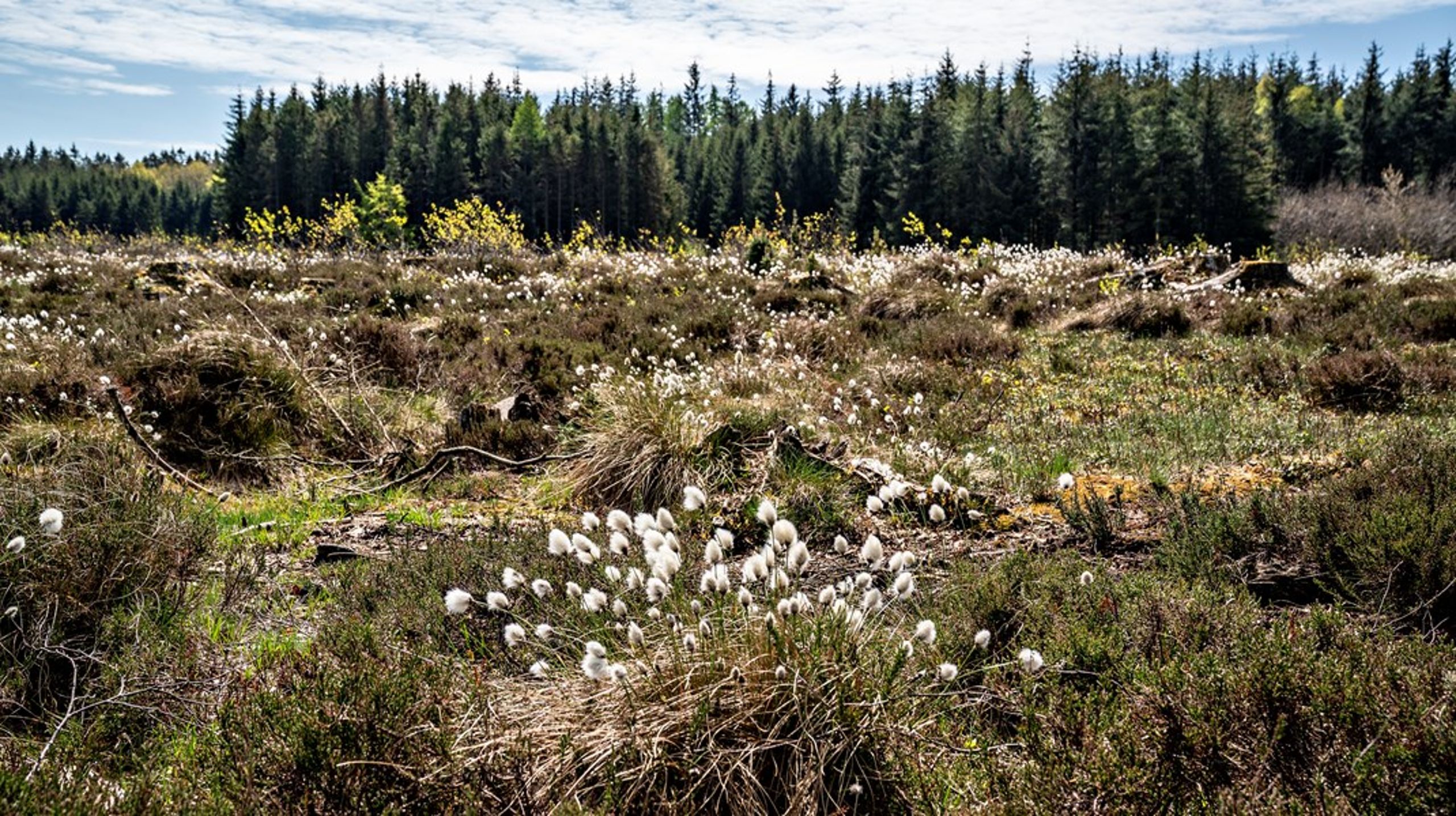 Mere plads til natur i Danmark løser ikke biodiversitetskrisen, skriver Bente Hessellund Andersen og Mads Kjærgaard Lange.
