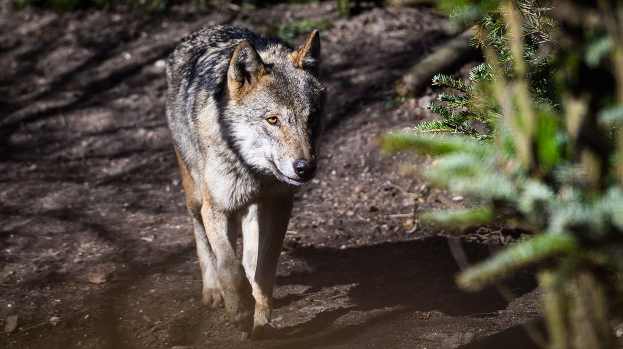 Der er kun ekstremt spinkelt&nbsp;– eller ikke-eksisterende
– belæg for at påstå, at ulven udgør en trussel mod mennesker i de europæiske
lande, skriver Alexander Holm.