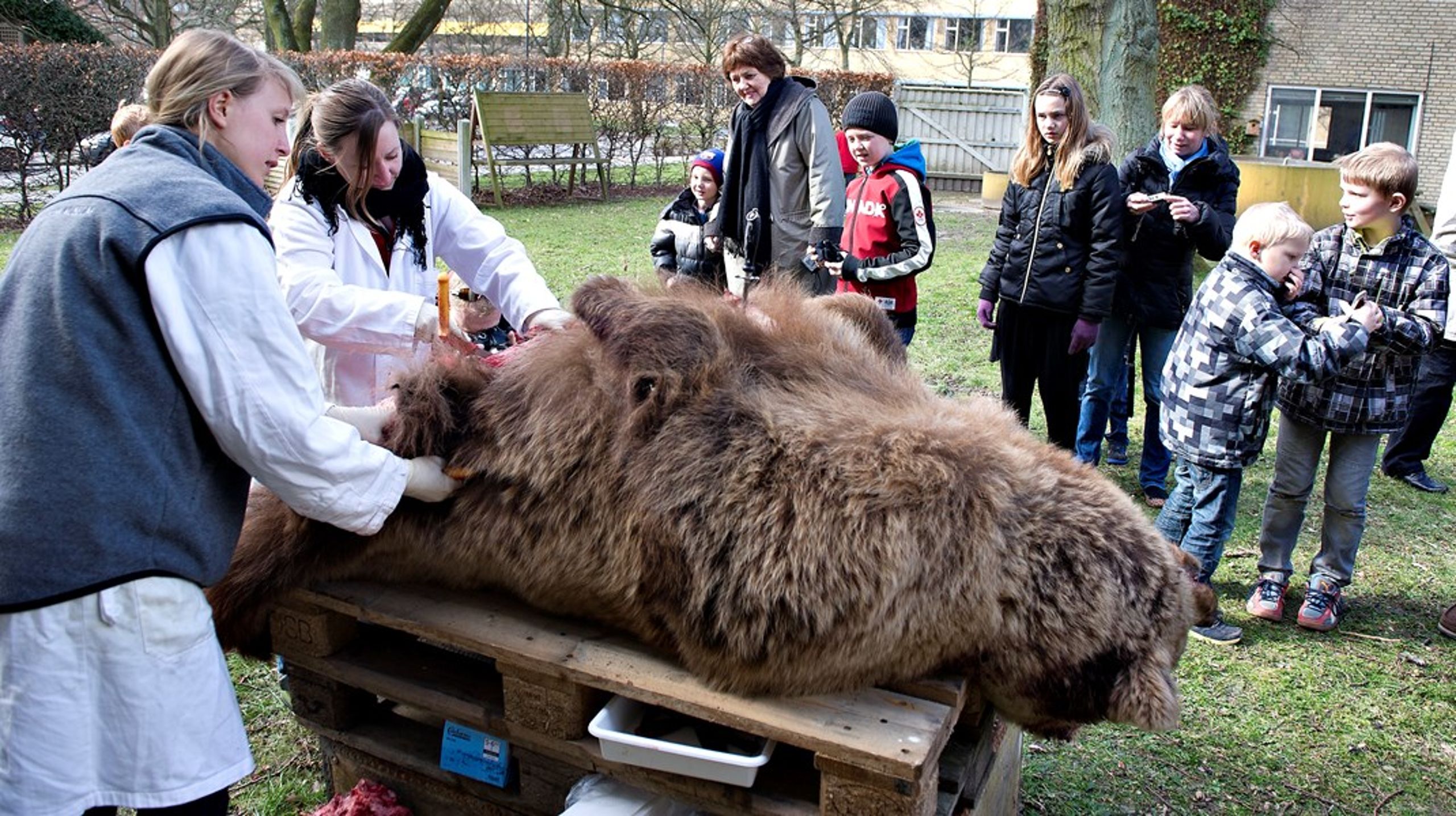 Børn kigger på, mens en brun bjørn bliver skeletteret på Naturhistorisk Museum i Aarhus.