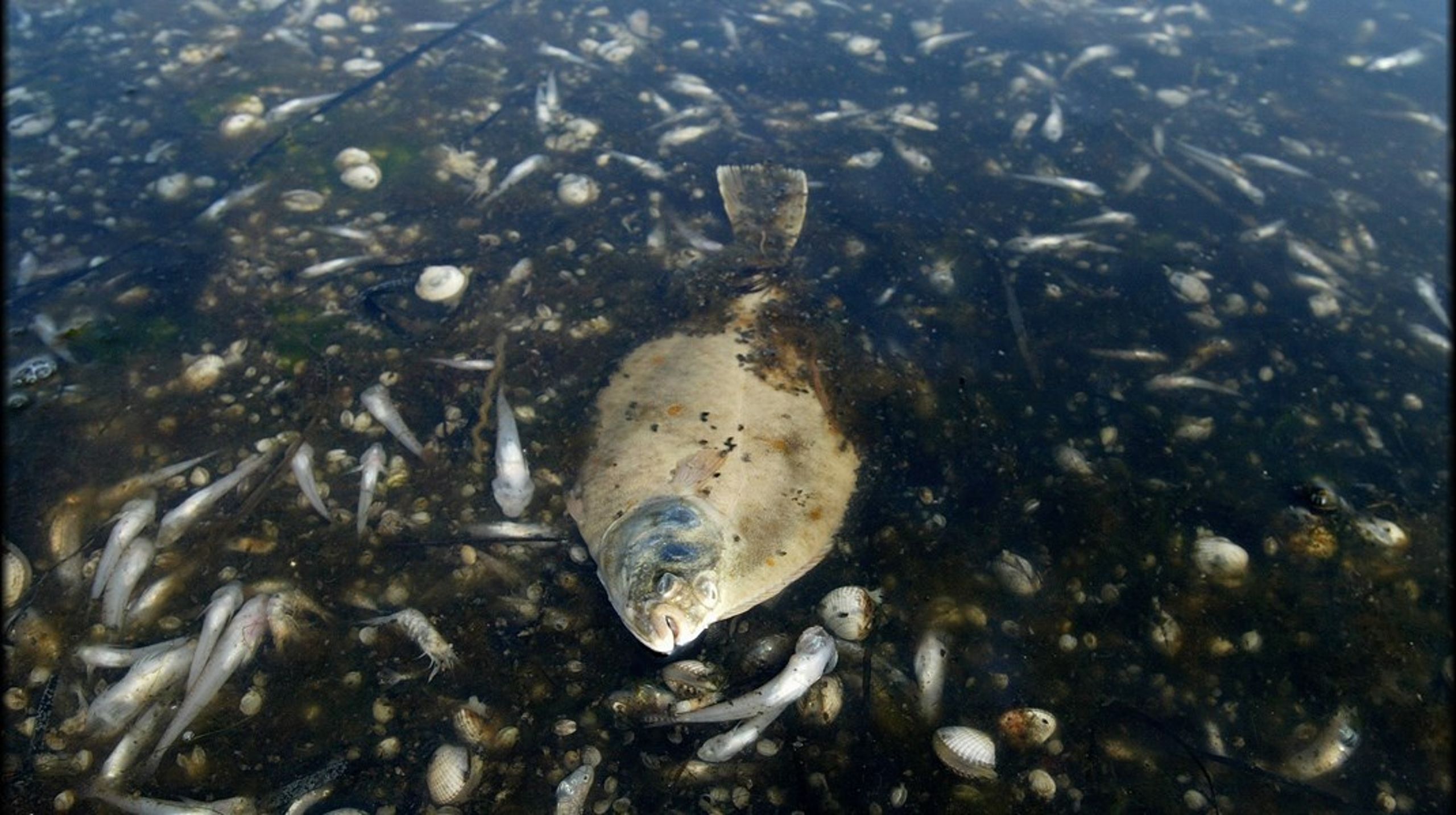 Der er ikke mange levende fisk ved Agersø Sund og lignende steder, og det skyldes en fejlprioritering i Miljøministeriet, skriver Hanne Winter.&nbsp;