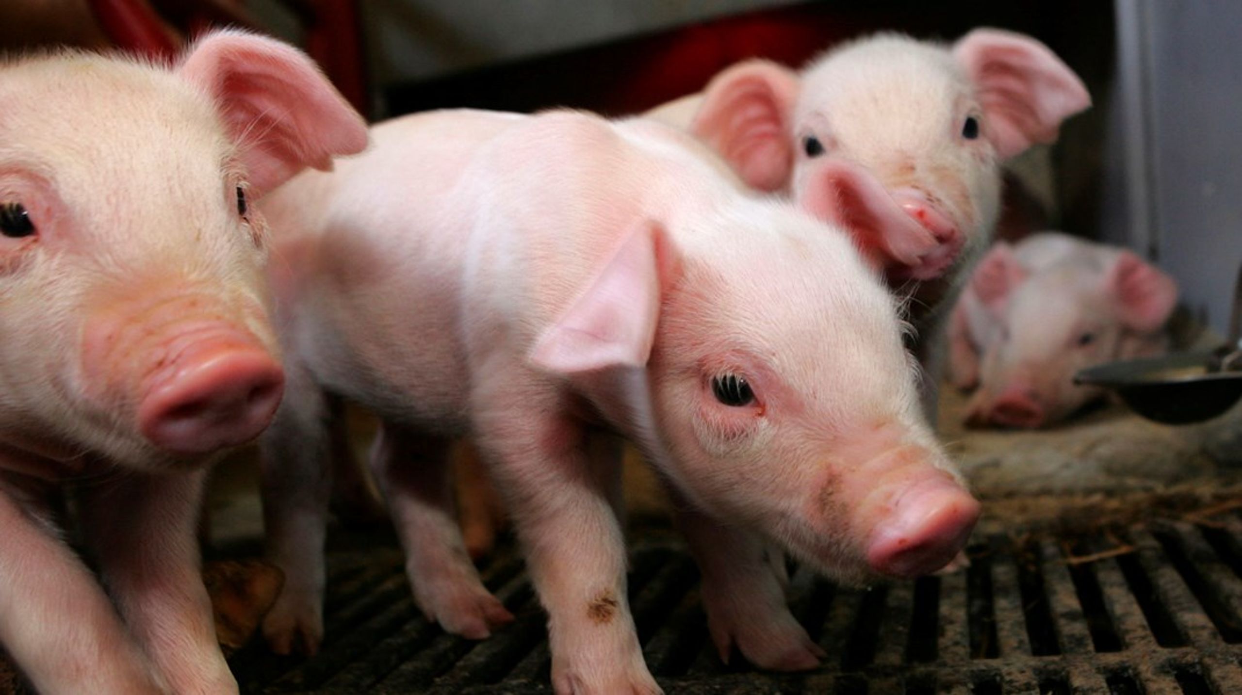 Produktionen af svinekød risikerer at flytte til andre lande uden for EU med dårligere dyrevelfærd, hvis Danmark strammer kravene, advarer landbruget.