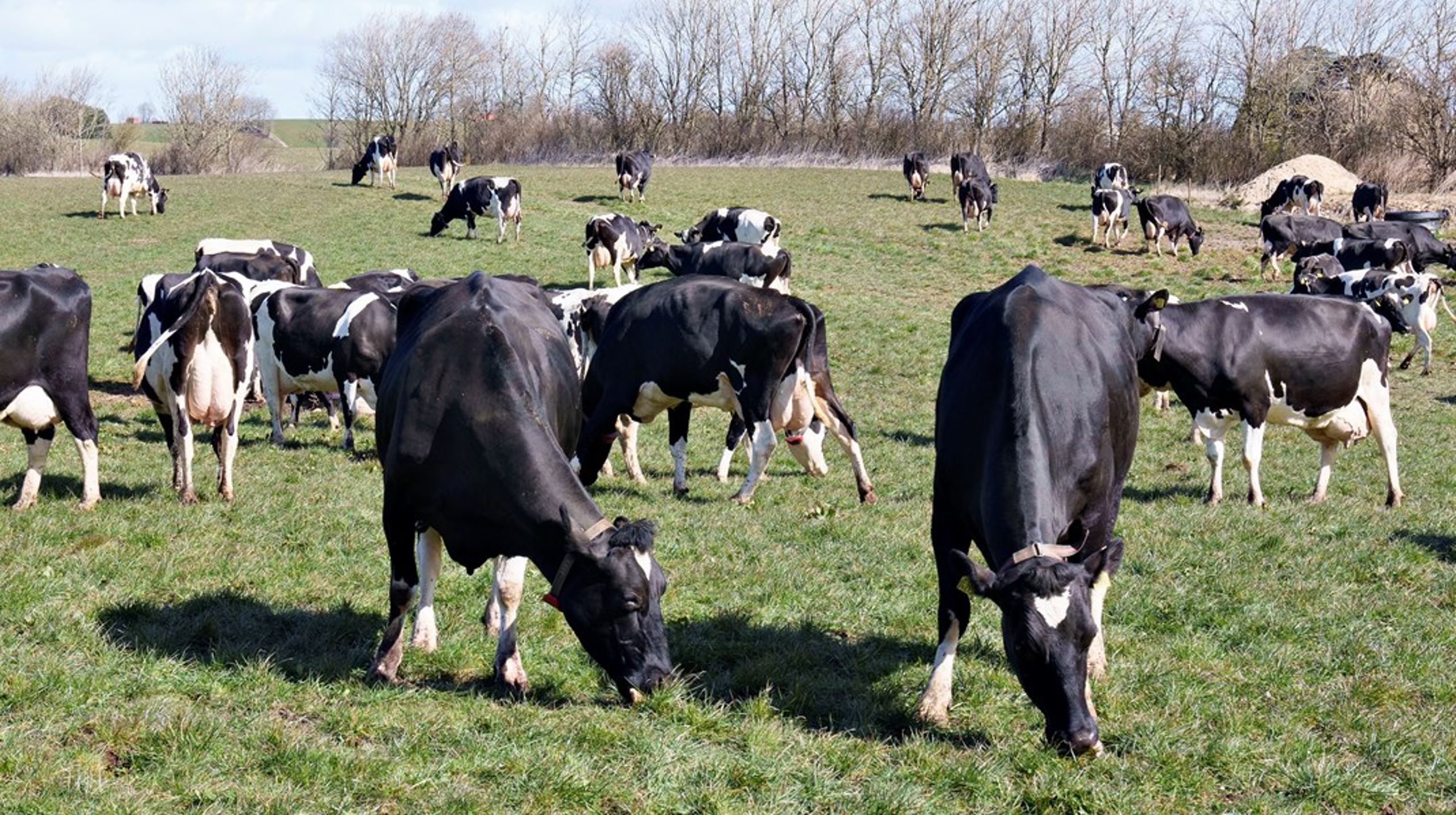 Malkekøer er de største klimasyndere i den danske husdyrsproduktion, og klimaneutralitet i 2040 kræver dermed en mælkereduktion på de danske landbrug, skriver Tavs Nyord og Simone Højte.&nbsp;