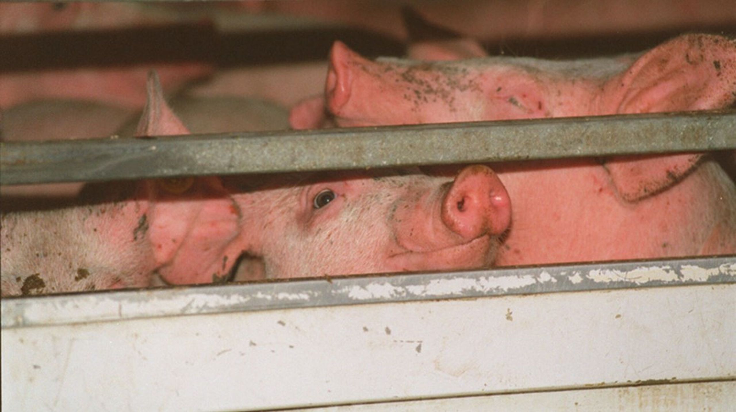 I 2019 blev i alt 35 millioner levende svin transporteret fra et EU-land til et andet. Danmark stod alene for 42 procent af det antal.