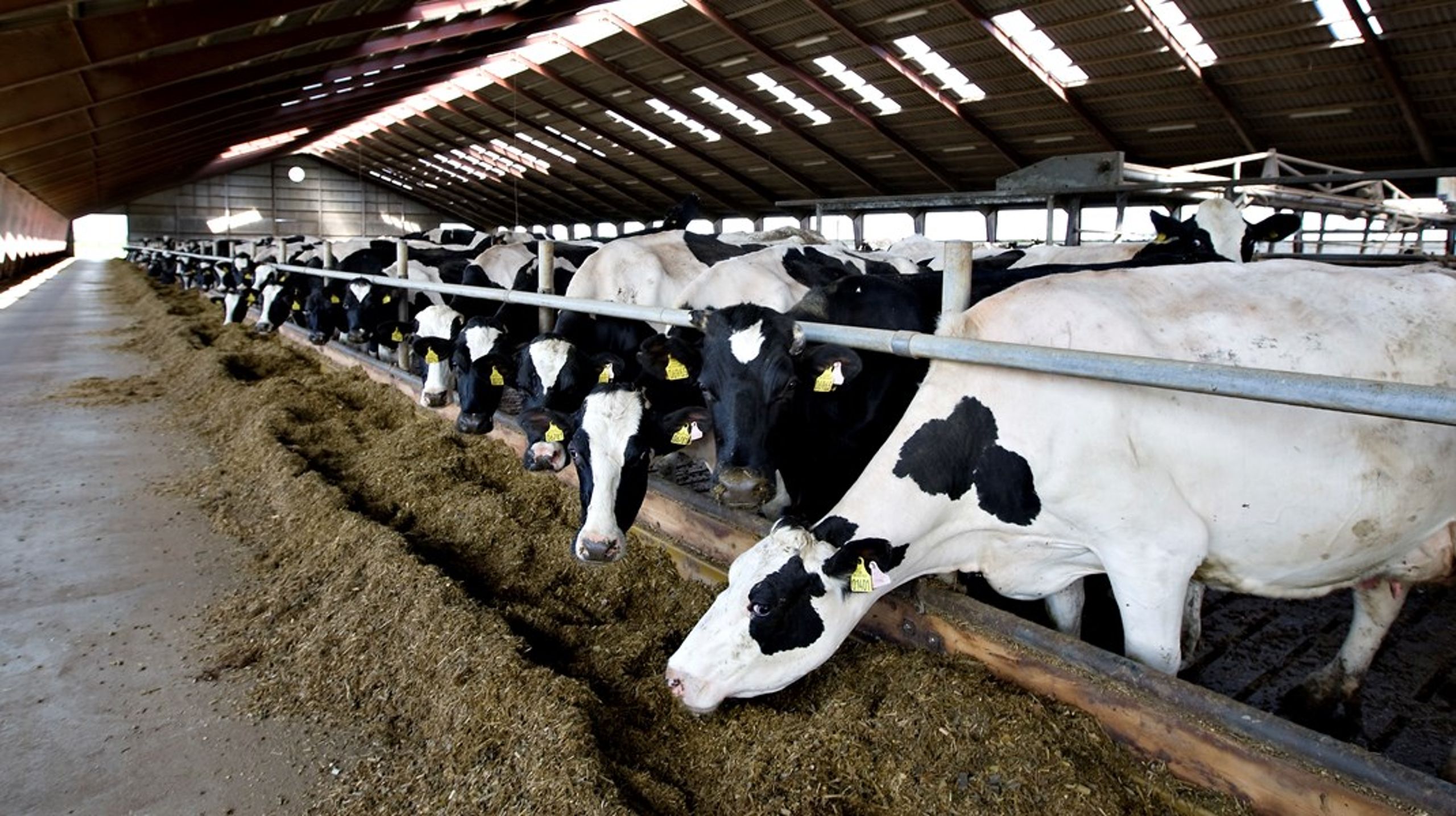 Nye fodermidler til køer, ny staldteknologi og pyrolyse kan være med til at indfri landbrugets klimamål uden brug af en CO2-afgift, skriver Søren Søndergaard og Merete Juhl.