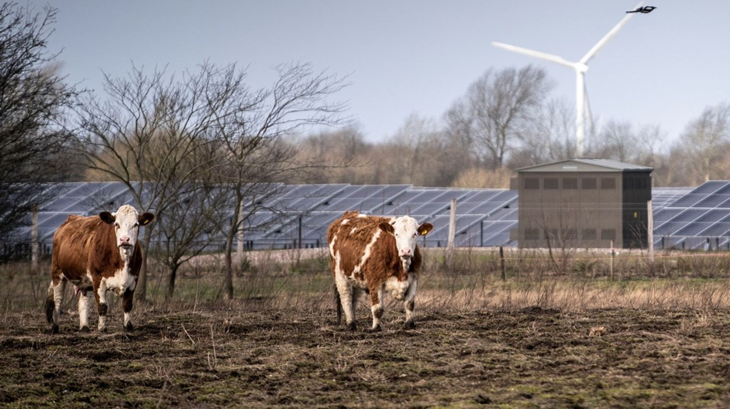 EU-krav kan ende med at skubbe på en dansk CO2-afgift på landbruget.&nbsp;