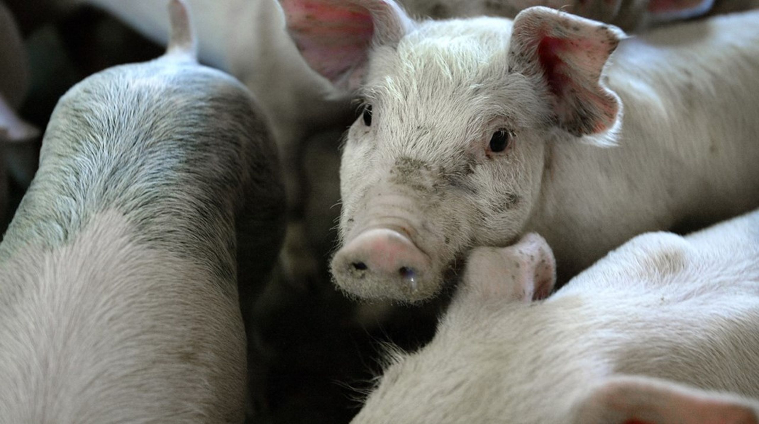 Når hundredevis af grise stuves sammen i en lastbil, så kan temperaturen blive så høj, at grisene udvikler varmestress eller sågar mister livet, skriver Britta Riis og Ole Wehlast.