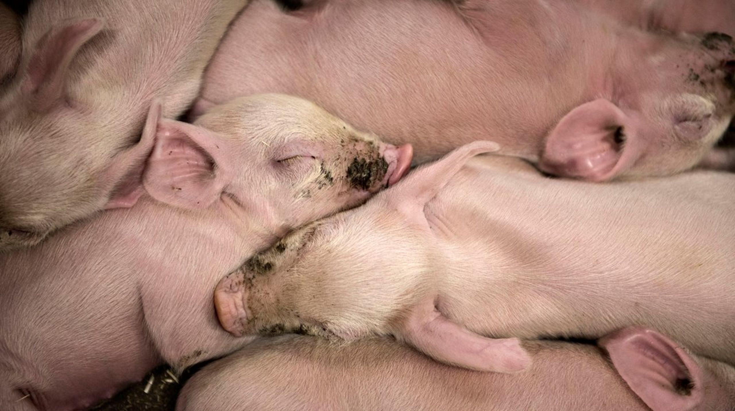 Knap hver fjerde pattegris i den danske svineproduktion dør i forbindelse med fødslen, viser de seneste tal fra 2021. Det svarer til knap 30.000 pattegrise om dagen, hvilket er rekordhøjt.