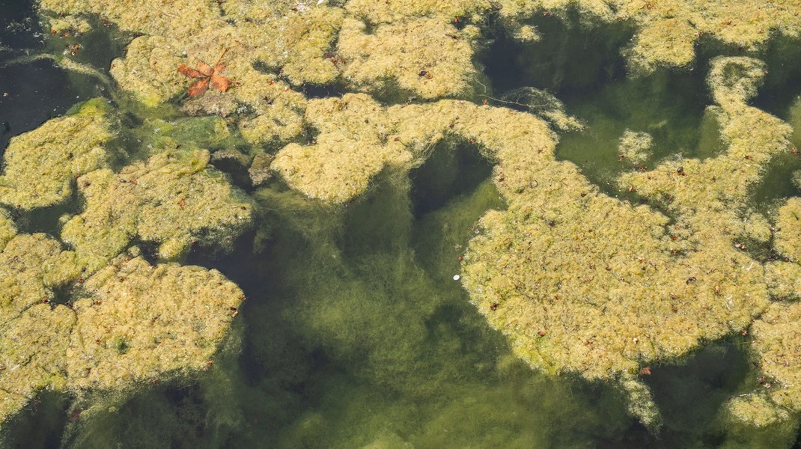 Når der forekommer eutrofiering, dannes der voldsom vækst af alger. Det er skadende for havmiljøet, siger Stiig Markager.
