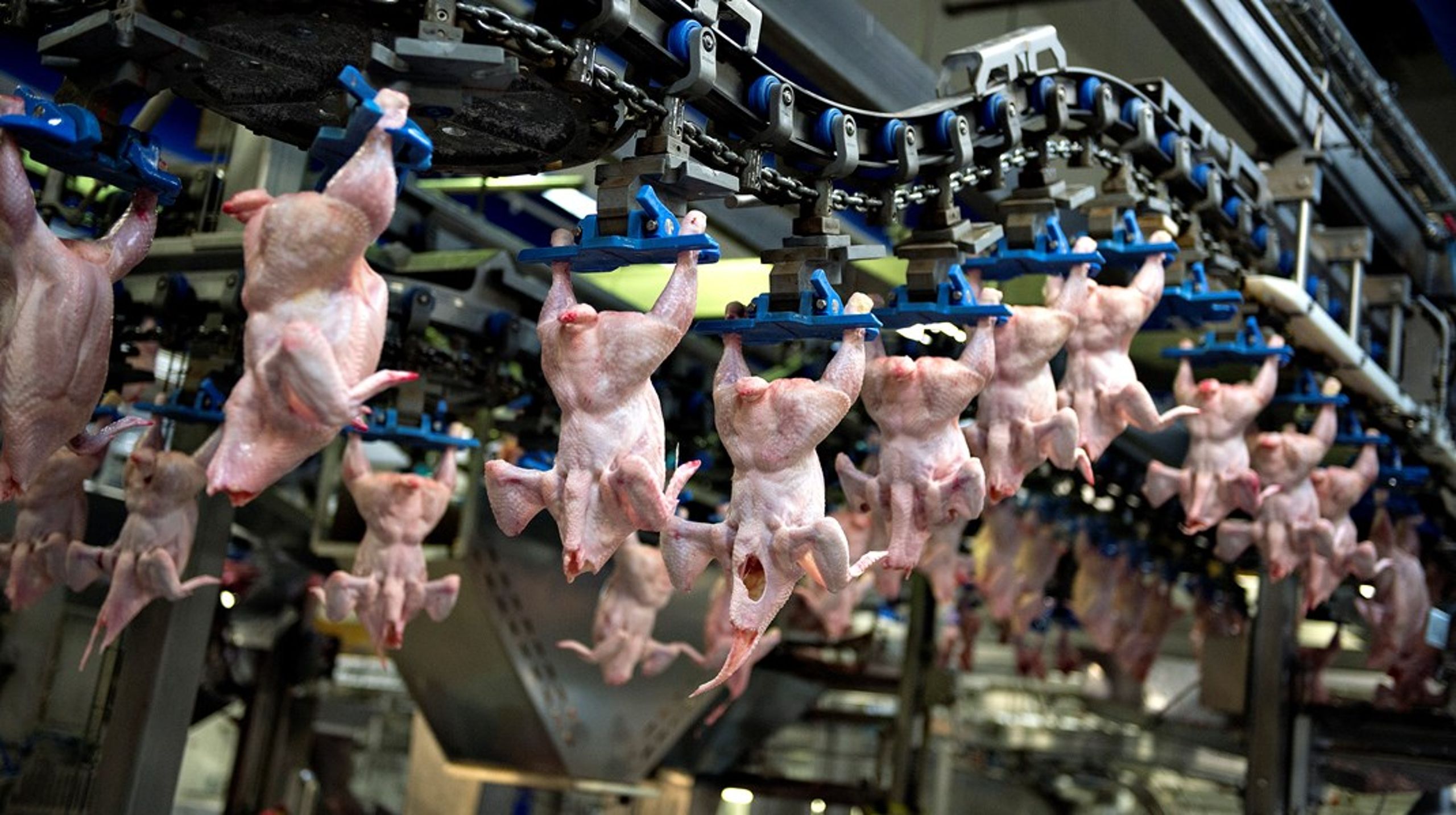 Aftalepartierne vil blandt andet forsøge at udfase de hurtigvoksende kyllinger i EU.