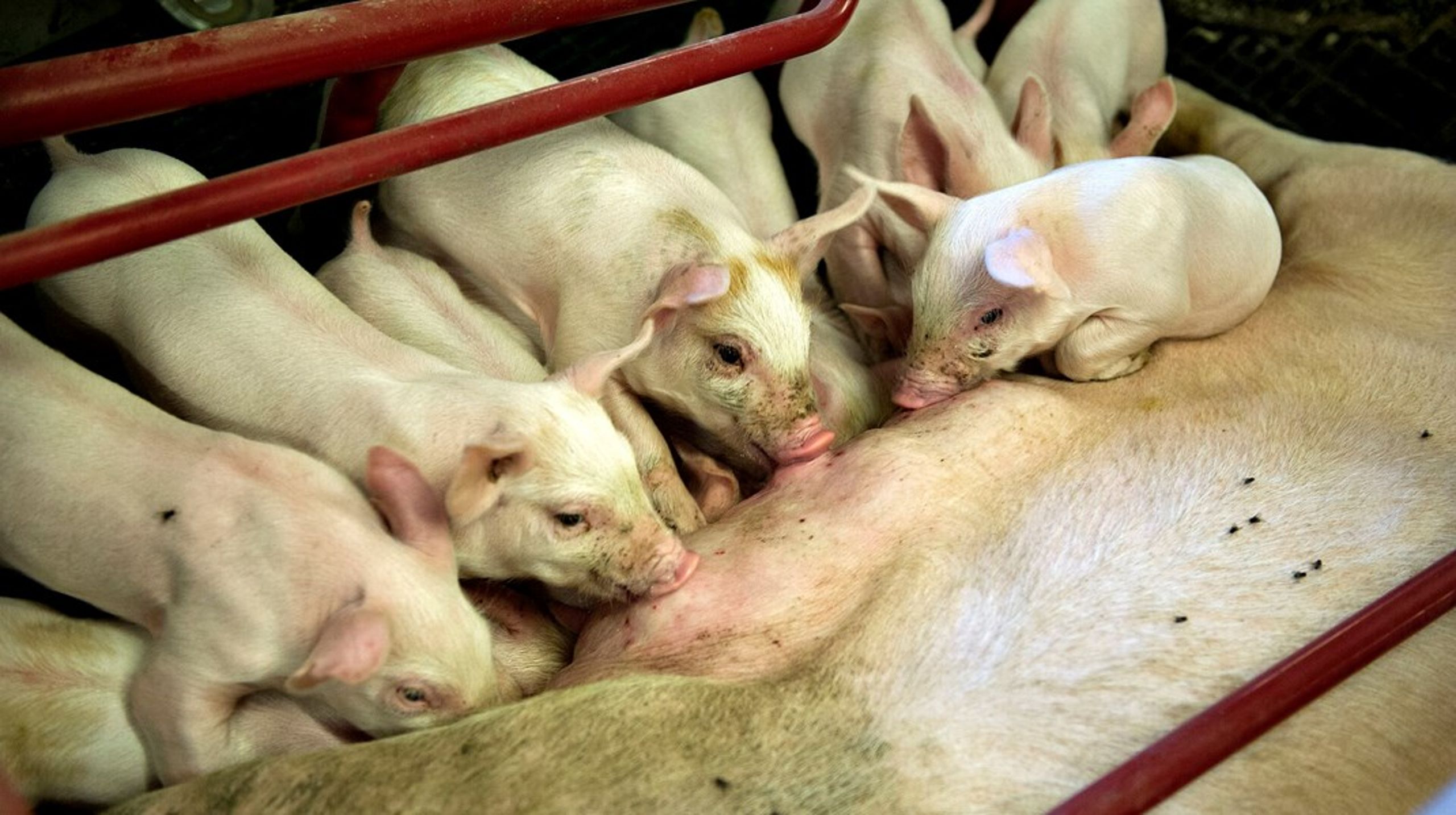 Knap en fjerdedel af pattegrisene i den danske svineproduktion mister livet i de første dage efter fødslen.&nbsp;