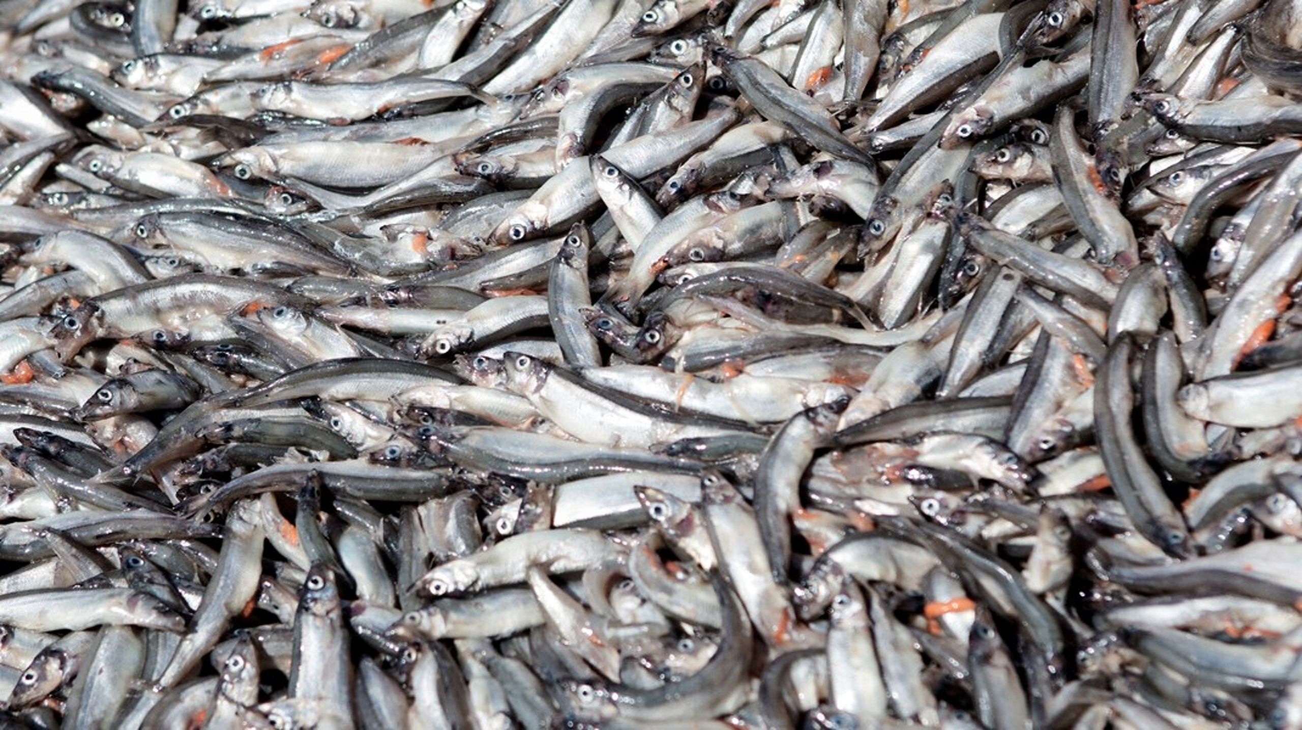 Søren Mark Jensen&nbsp;mener, det er et problem, at der anvendes dansk fanget fisk til at producere foderingredienser til ”at holde liv i den norske lakseproduktion”. Men&nbsp;hovedparten af de fisk, der anvendes til foder, har ikke en umiddelbar værdi som spisefisk, skriver&nbsp;Anne Mette Bæk.
