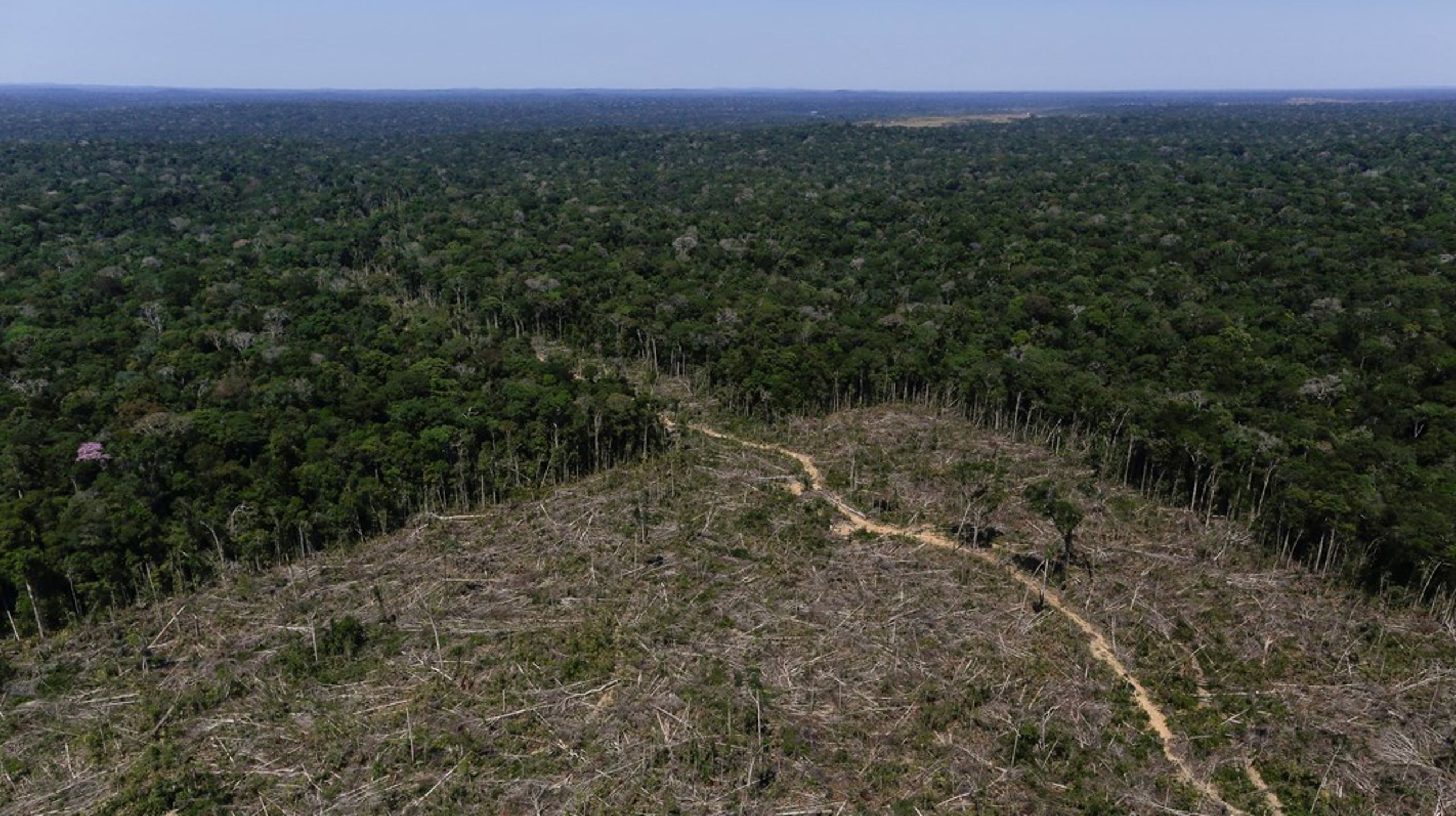 ”At stoppe skovrydning er et godt eksempel på, at klimapolitik, miljøpolitik og udviklingspolitik hænger sammen,” udtaler udviklingsminister&nbsp;Dan Jørgensen (S).&nbsp;