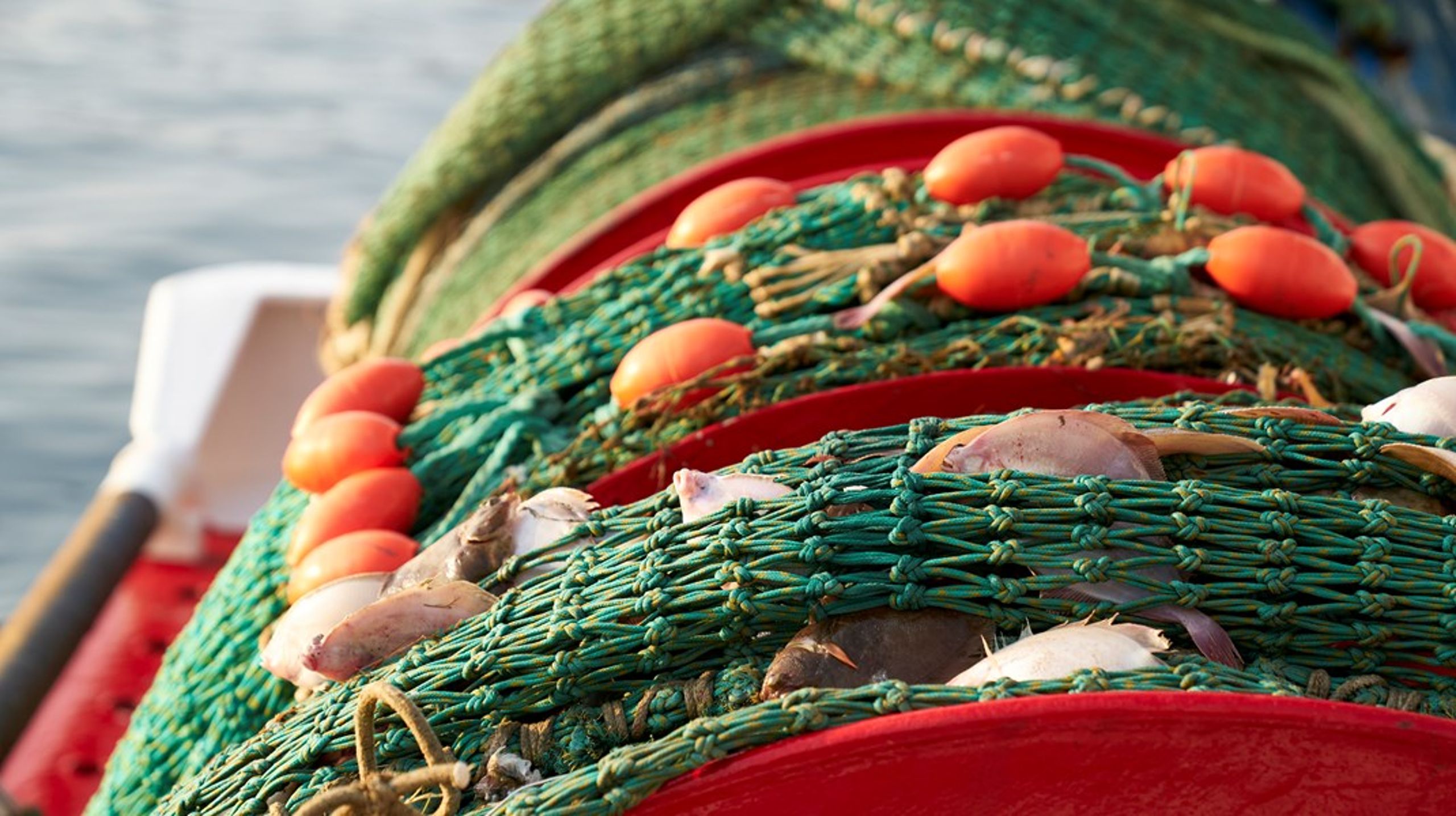 Det er ikke forbavsende, at den danske fiskemels- og fiskeolieindustri tager til genmæle. Den danske fiskemels- og fiskeolieindustri er førende i EU og blandt de største i verden, så der er store økonomiske interesser på spil, skriver biolog Søren Mark Jensen.