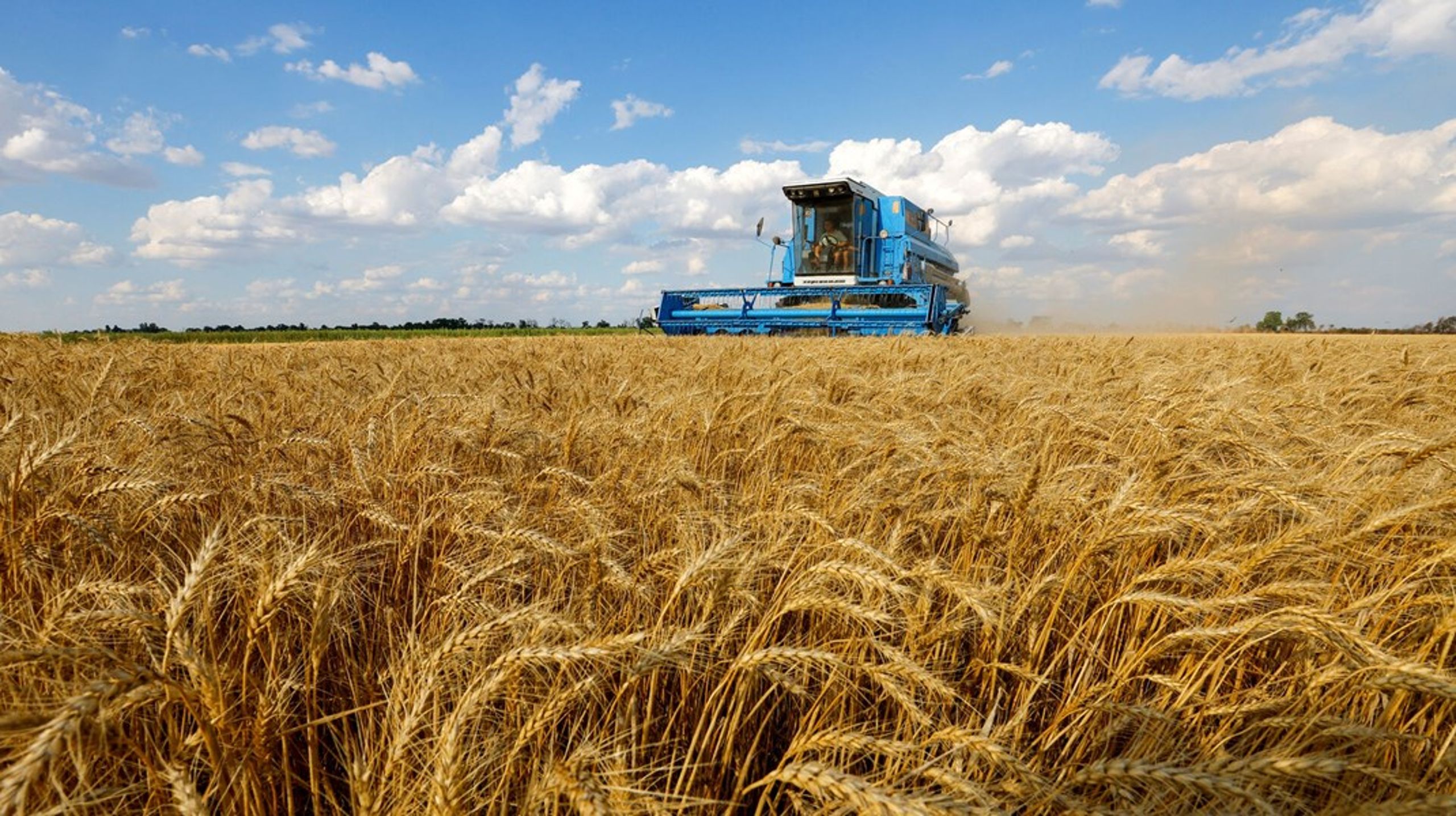 Den ukrainske kornproduktion - en af verdens 10 største - fortsætter trods krigen,
som her ved landsbyen Muzykivka i det sydøstlige Ukraine.