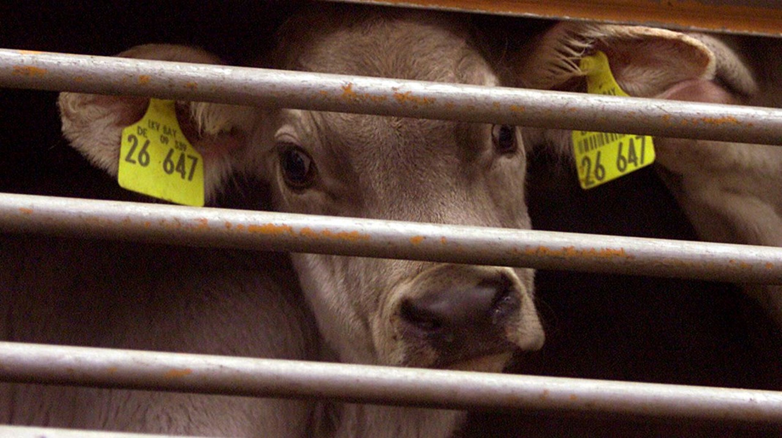 Danmark eksporterede knap 50.000 kalve, der var under to måneder gamle,&nbsp;sidste år.