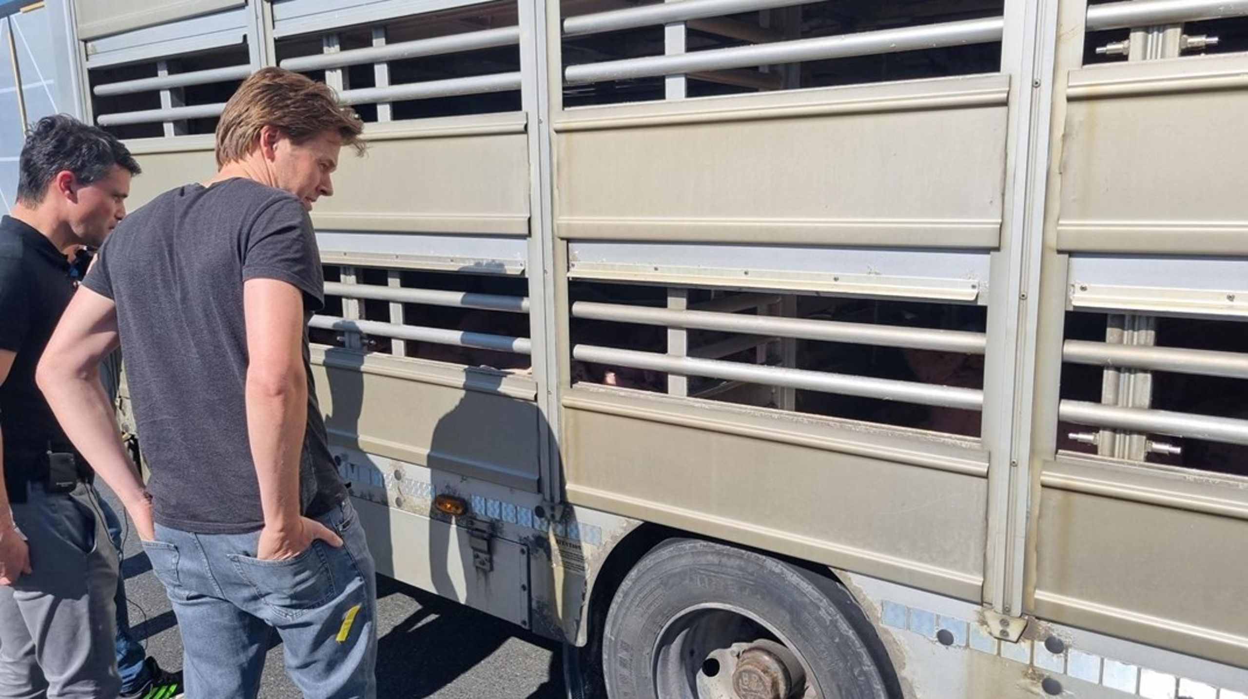 Niels Fuglsang (S), medlem af Europa-Parlamentet, inspicerer den svinetransport, som han ender med at køre bagved hele vejen fra Padborg til det nordlige Italien. Politikeren ønsker at forbyde lange dyretransporter af dyrevelfærdshensyn.