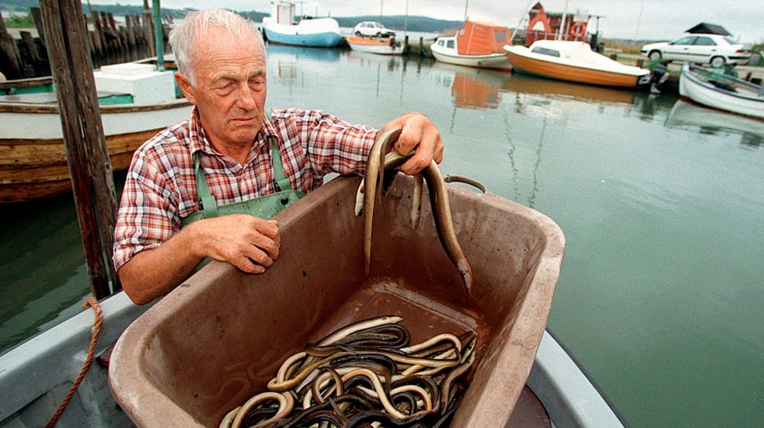 Arkiv. Altingets miljøredaktør husker billederne af døde ål i Mariager Fjord i 90'erne.&nbsp;
