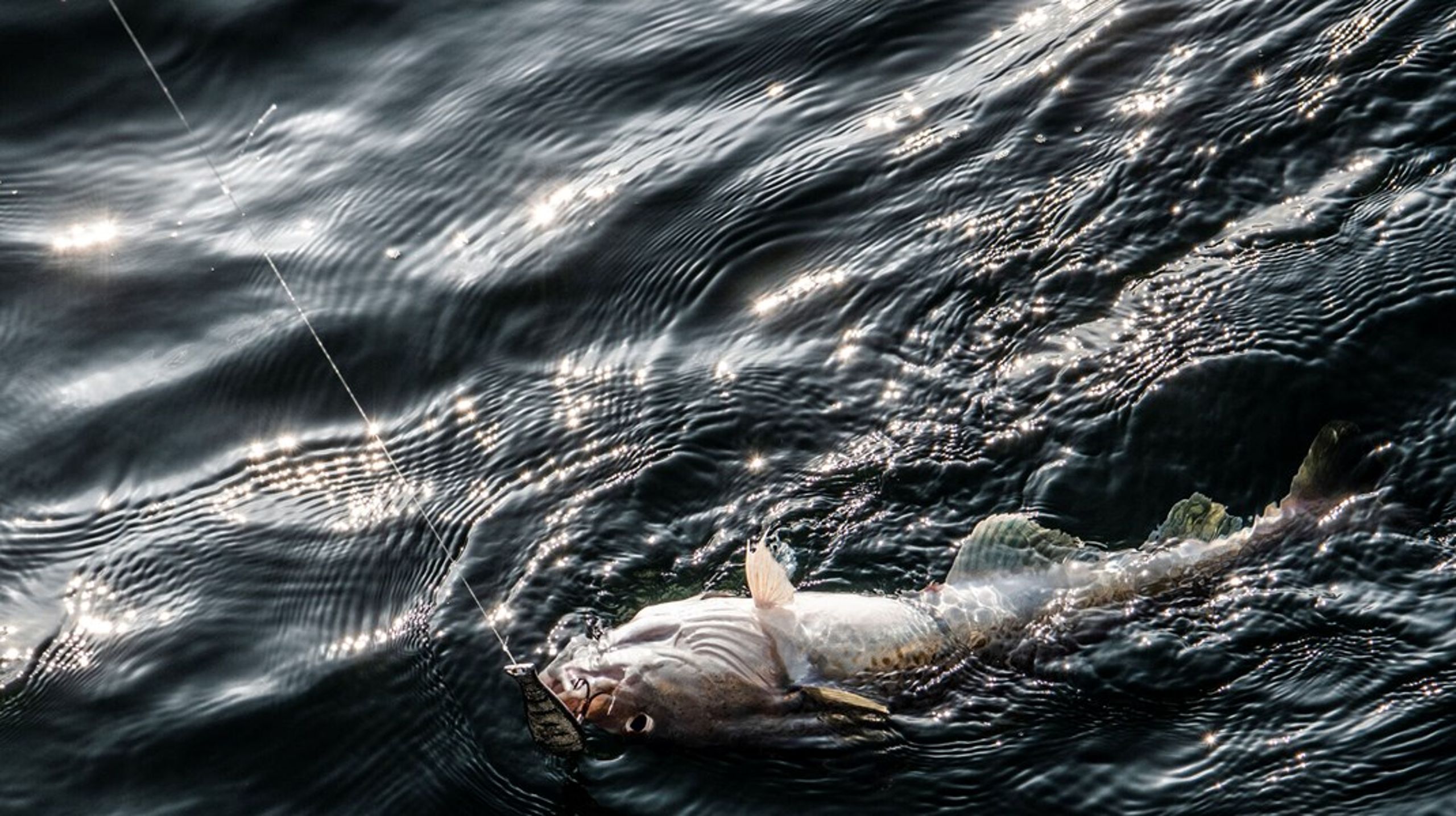 Med en ny aftale bliver lystfiskeri efter torsk i den vestlige del af Østersøen forbudt.&nbsp;