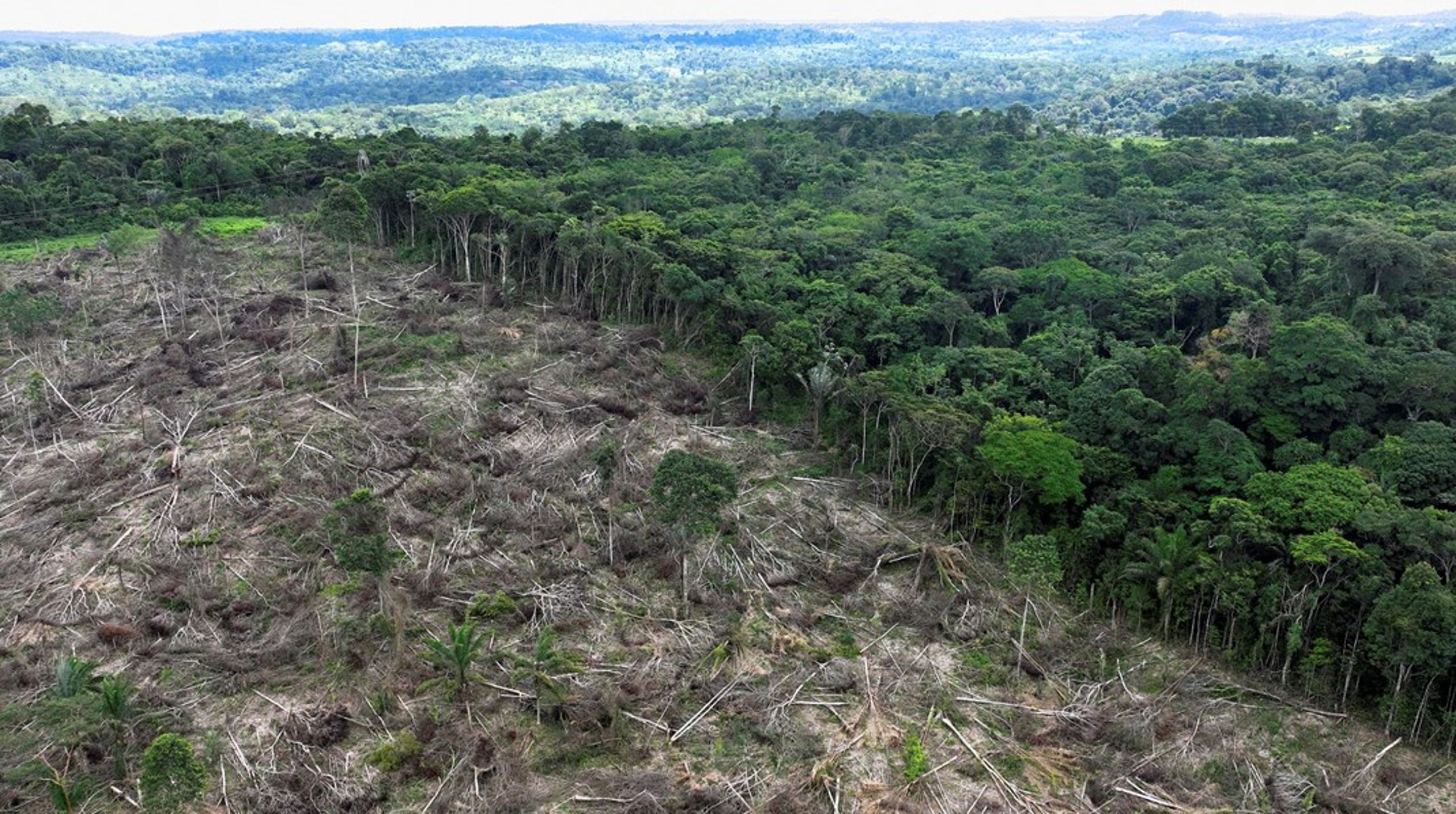 Skovene bliver ikke ryddet
i de lande, som producerer soja, palmeolie og kaffe, uden efterspørgsel på&nbsp;varerne&nbsp;fra lande som Danmark, skriver de grønne organisationers&nbsp;repræsentanter.