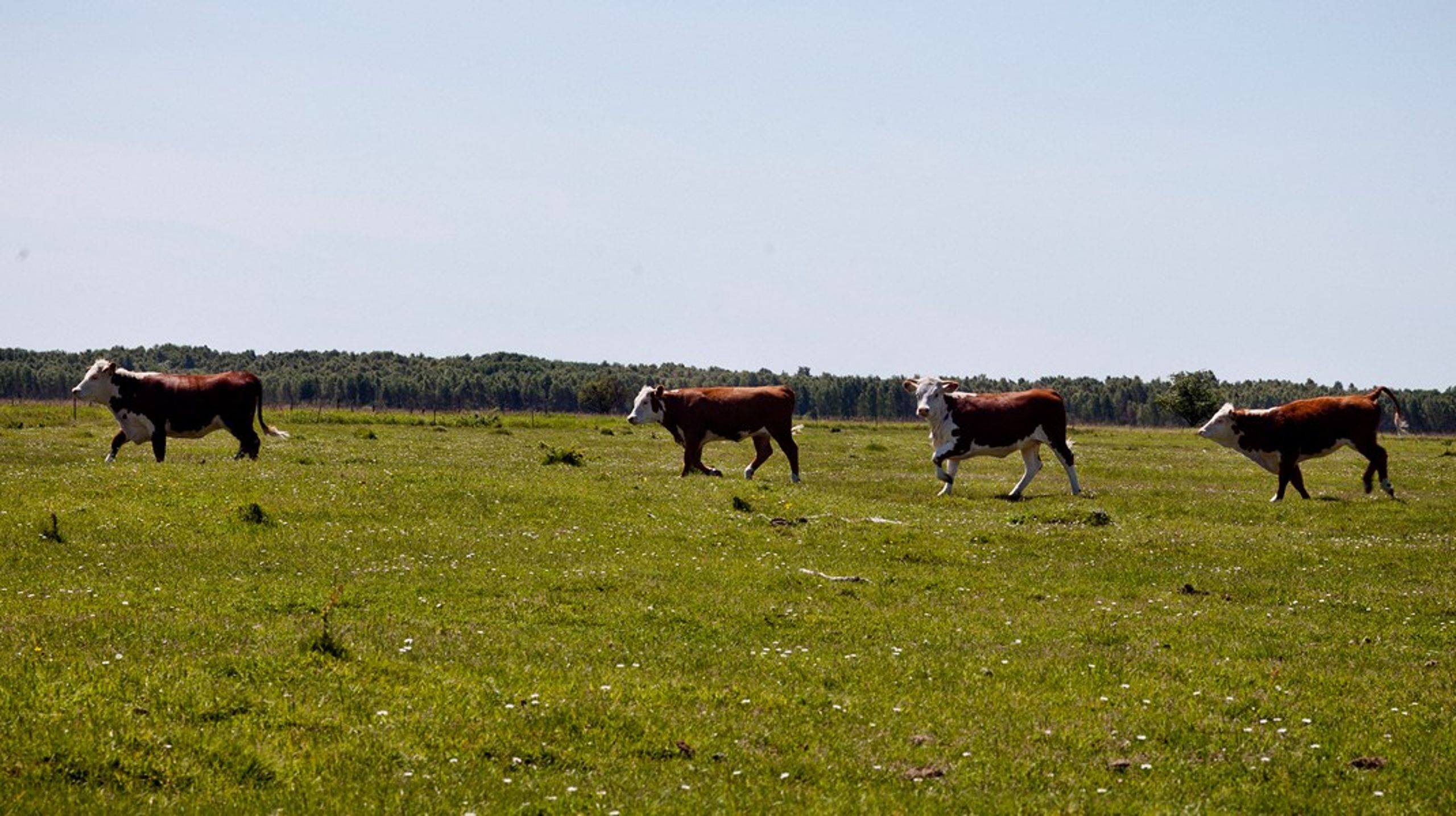 Engarealer med græssende køer er et eksempel på et §3-areal, som landmænd har gødet for at skaber foder nok.