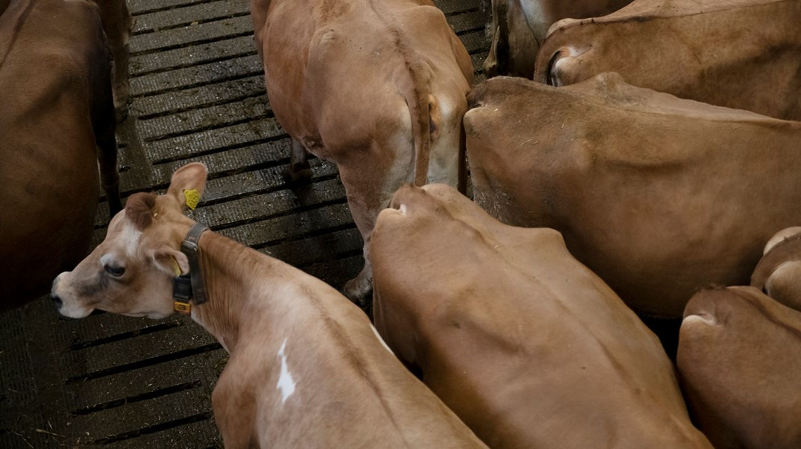 Hvad betyder det, når vi mennesker manipulerer koens motor? Spiser de mindre, fordi de oplever kvalme og ubehag – og hvorfor? Hvad betyder det for deres ellers naturlige omsætning af fiberrige fodermidler? Vi kender ikke svarene.