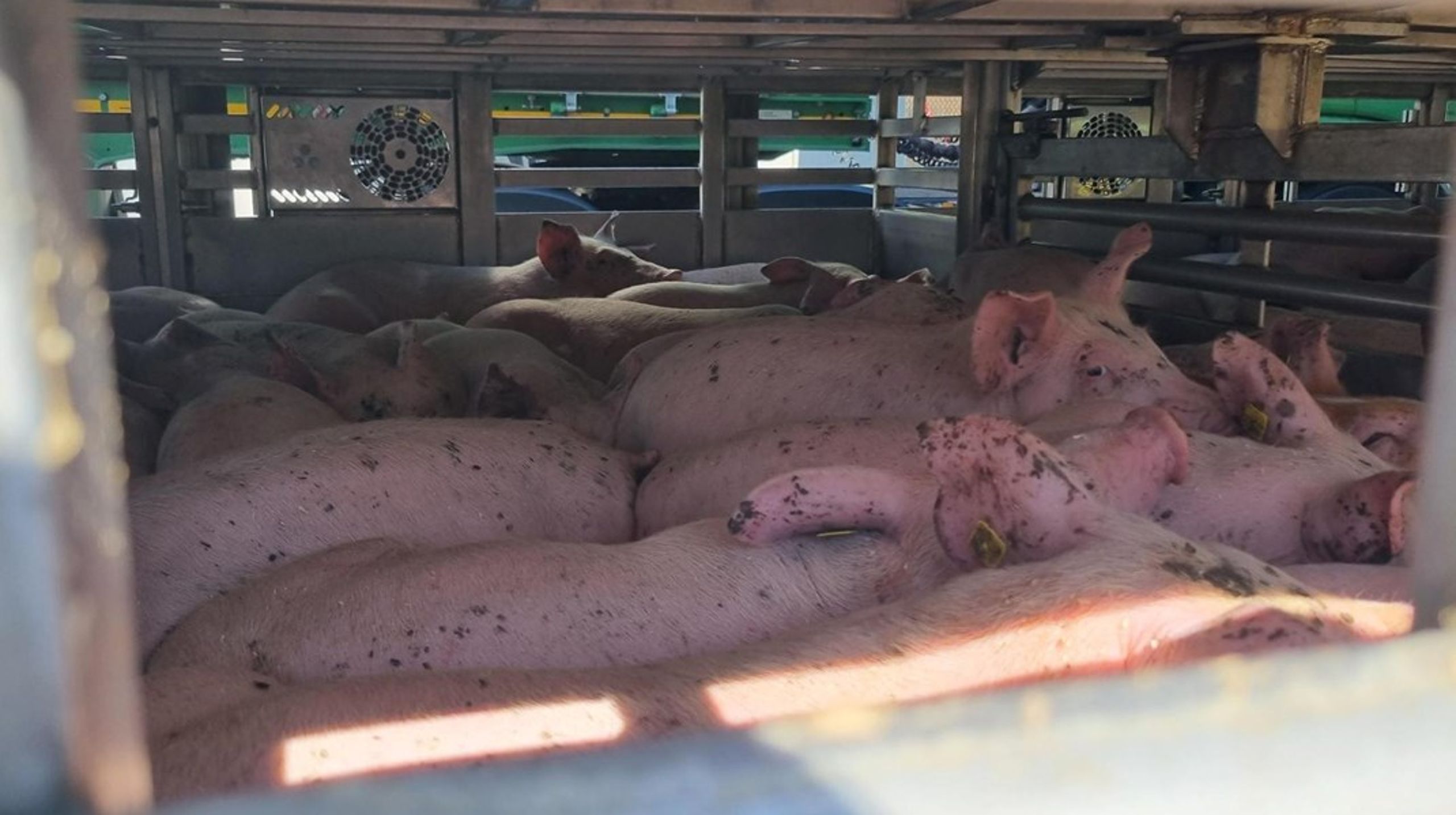 11 millioner danske svin blev sidste år sendt af sted på en transport i mere end otte timer. Nu vil EU forbedre dyrevelfærden på lastbilerne.&nbsp;