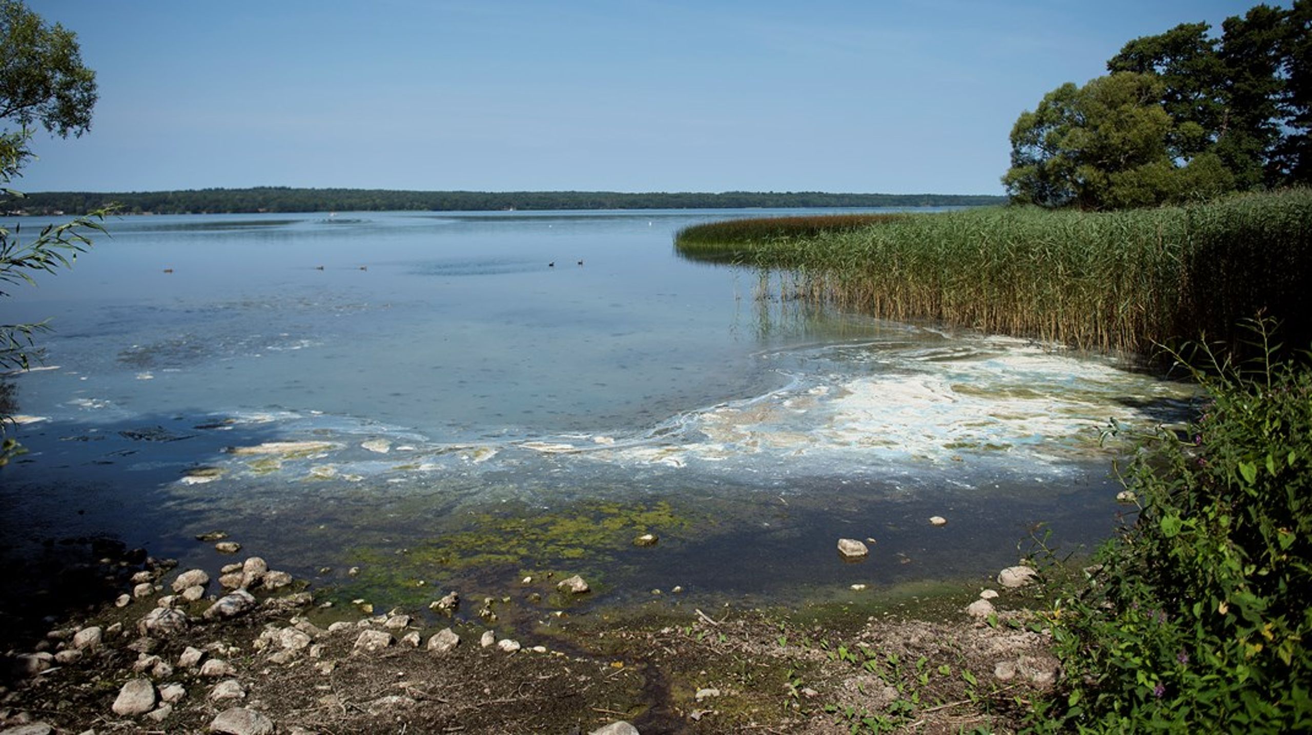 Forurening fra den forgiftede Collsstrop grund i Nationalpark Kongernes Nordsjælland siver ud i de omkringliggende beskyttede områder, blandt andet Esrum Sø, skriver Søren Wium-Andersen.