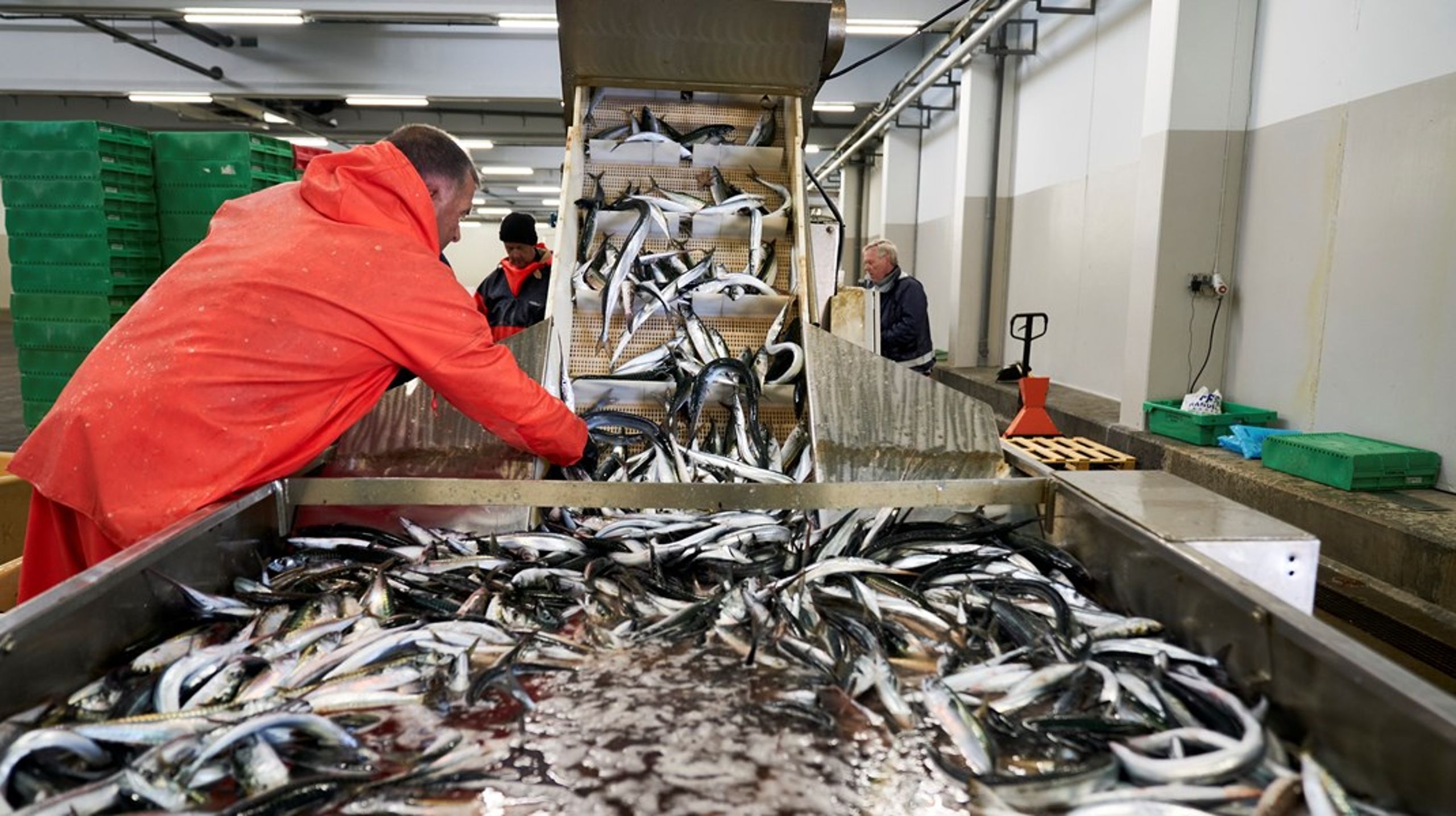 Fiskerikommissionen har netop afleveret sin rapport til regeringen med 19 anbefalinger til dansk fiskeri. Klimaomstilling, fiskerfiskerordning og en trawlfri zone i Bælthavet er blandt anbefalingerne.&nbsp;