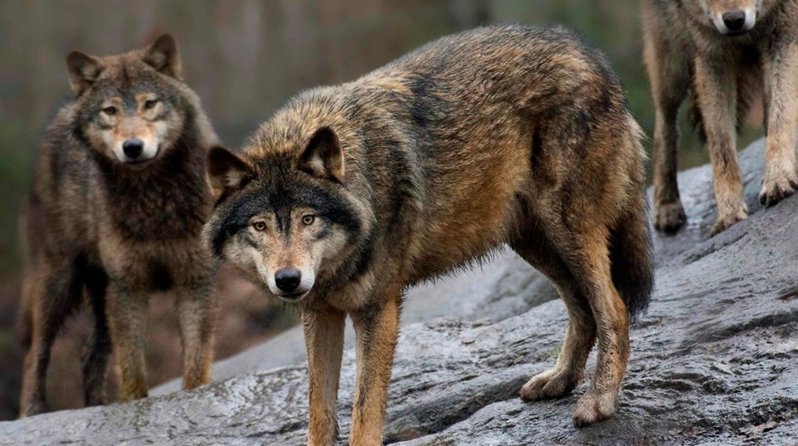 Arkivfoto. I dag anslås det, at der lever flere end 20.000 ulve i Europa, og at der i nogle lande er op imod 1.000 af slagsen.