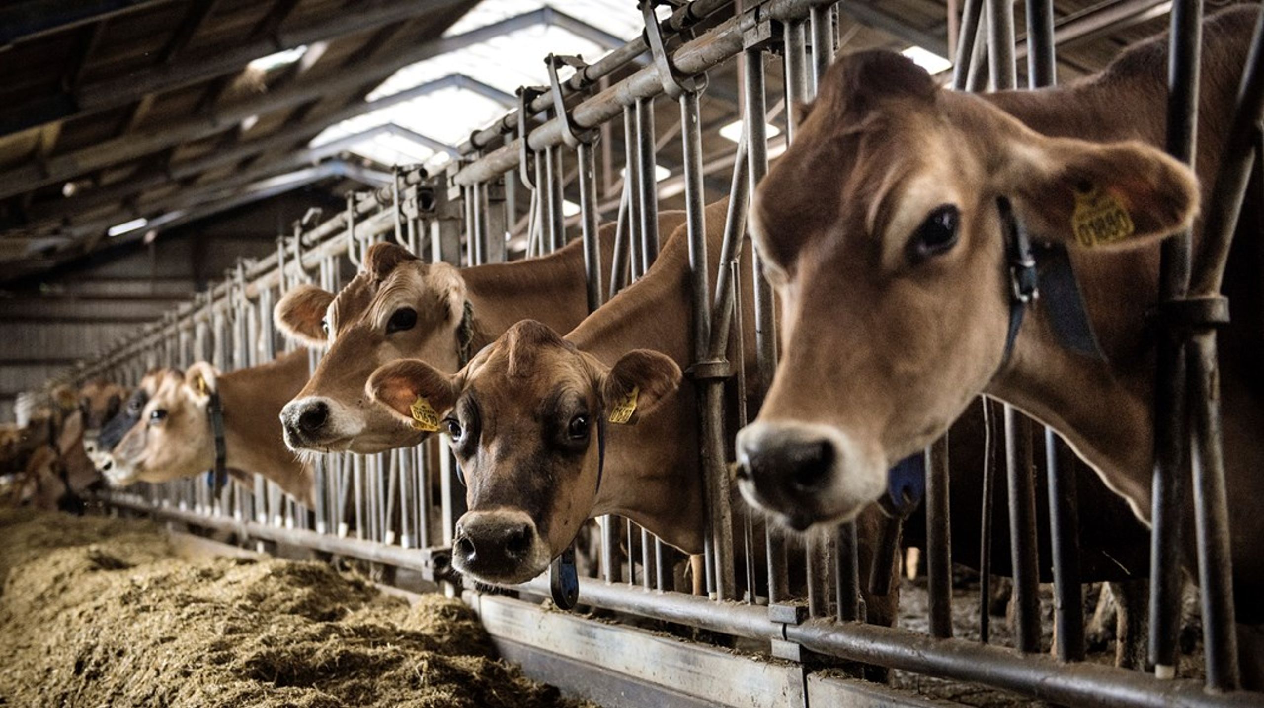 Foderstoffet Bovaer passer til et system, hvor vi dyrker foder til køer, der bliver opdrættet i stalde. Men det er ikke i overensstemmelse med et bæredygtigt dyrehold, skriver otte grønne organisationer.