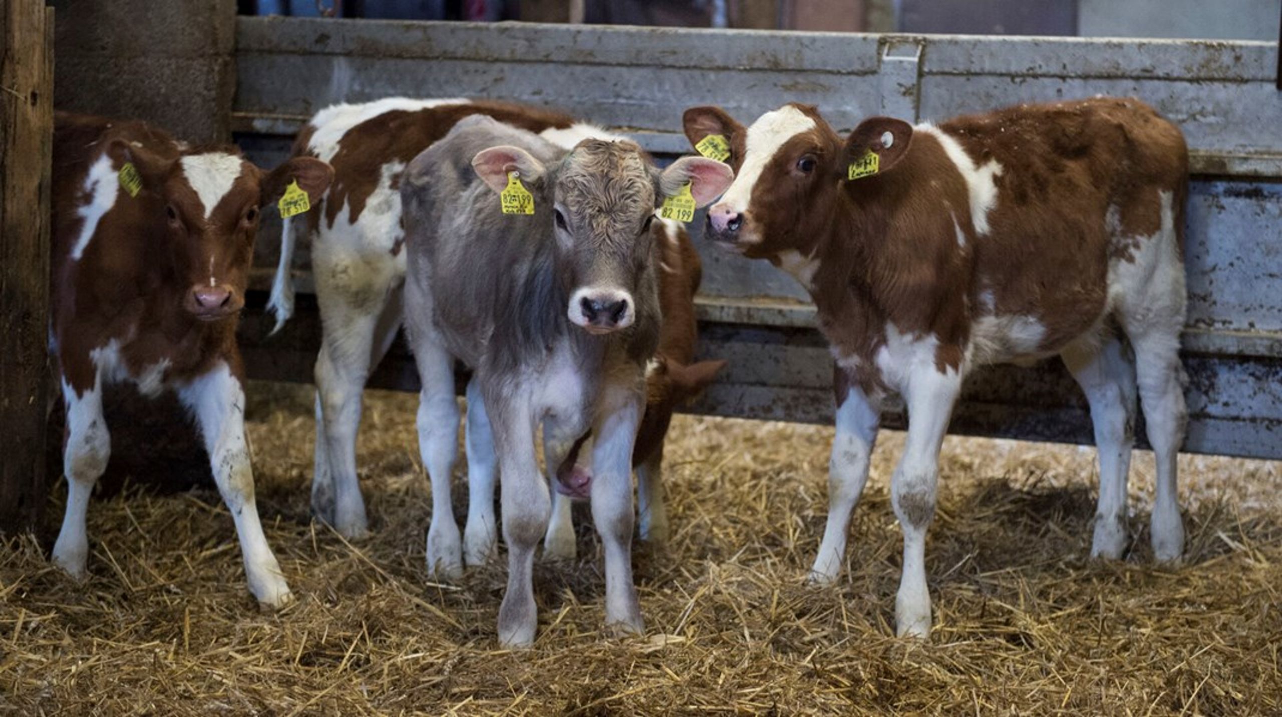 Danmark eksporterede sidste år knap 50.000 kalve, der var under to måneder gamle, til opfedning i udlandet. Ifølge EU-regler skal de tilbydes vand på turen.