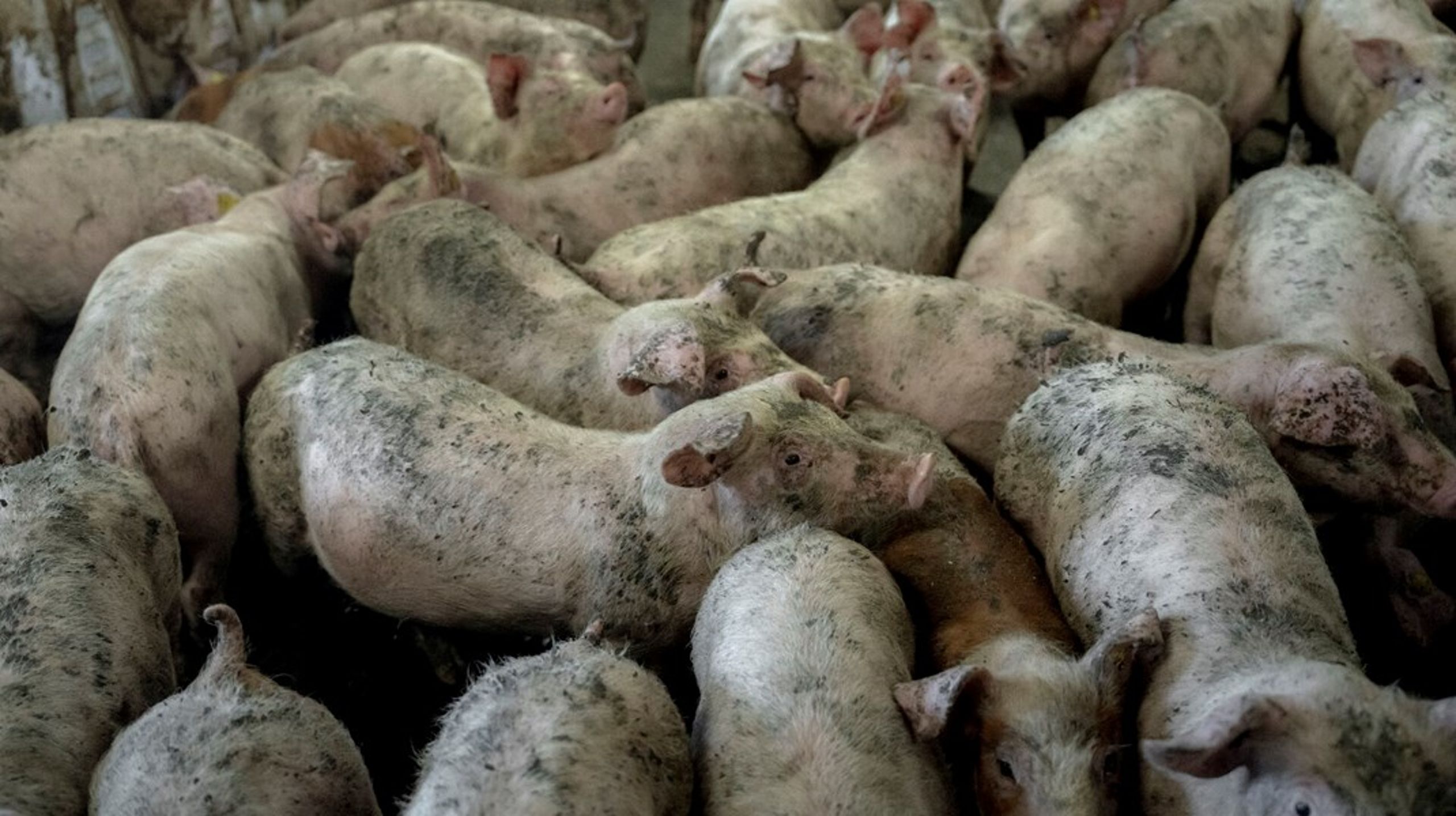 Hvis foderimport til svin ikke medregnes i CO2e-afgift for landbruget, kan svineproducenter være bedre stillet end dem, der dyrker planter. Det vurderer Concito.&nbsp;