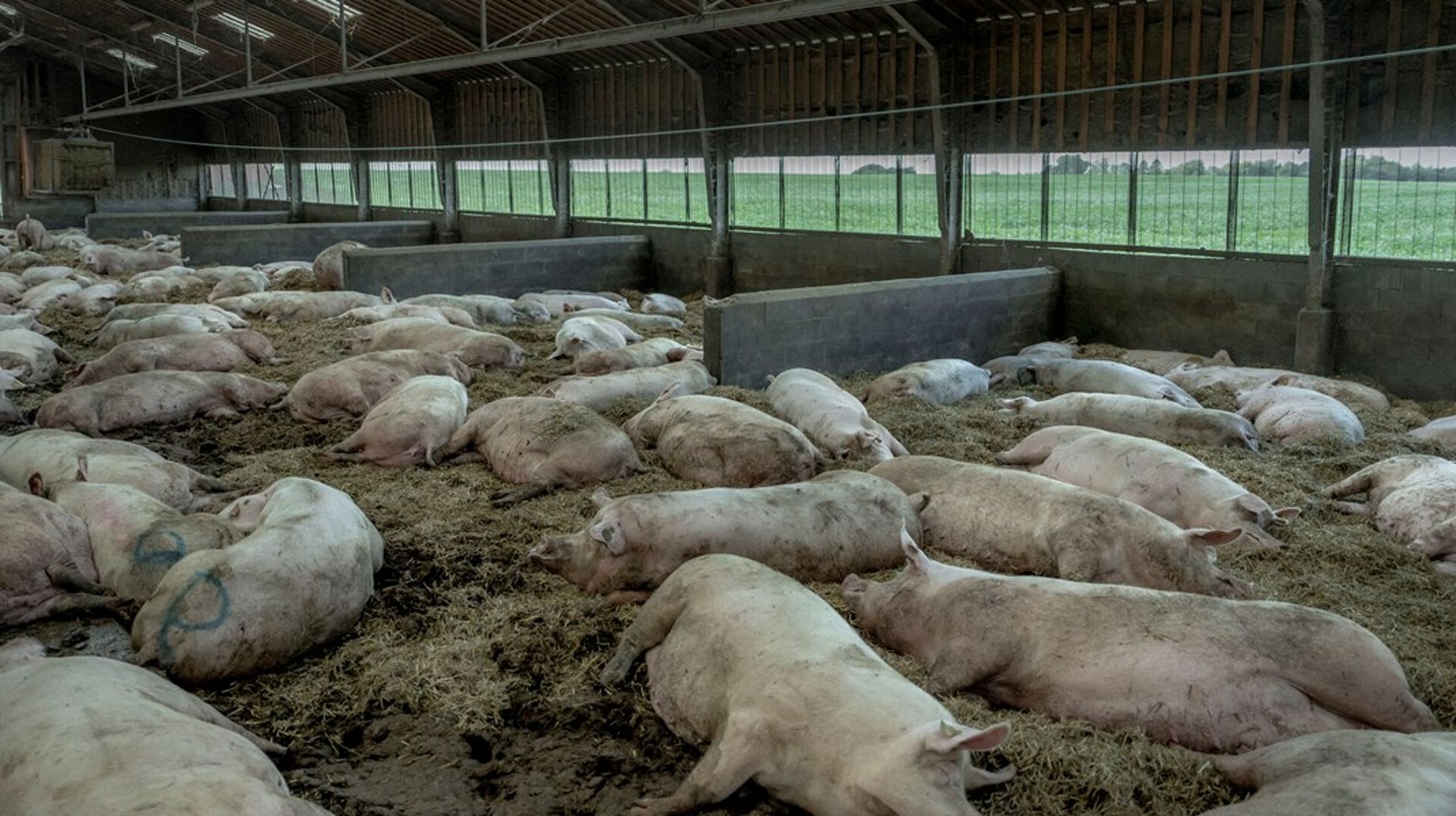 De store initiativer, som ville gøre ondt på landbruget og svineproduktionen, er ikke en del af den nye dyrevelfærdsaftale, erkender SF.&nbsp;
